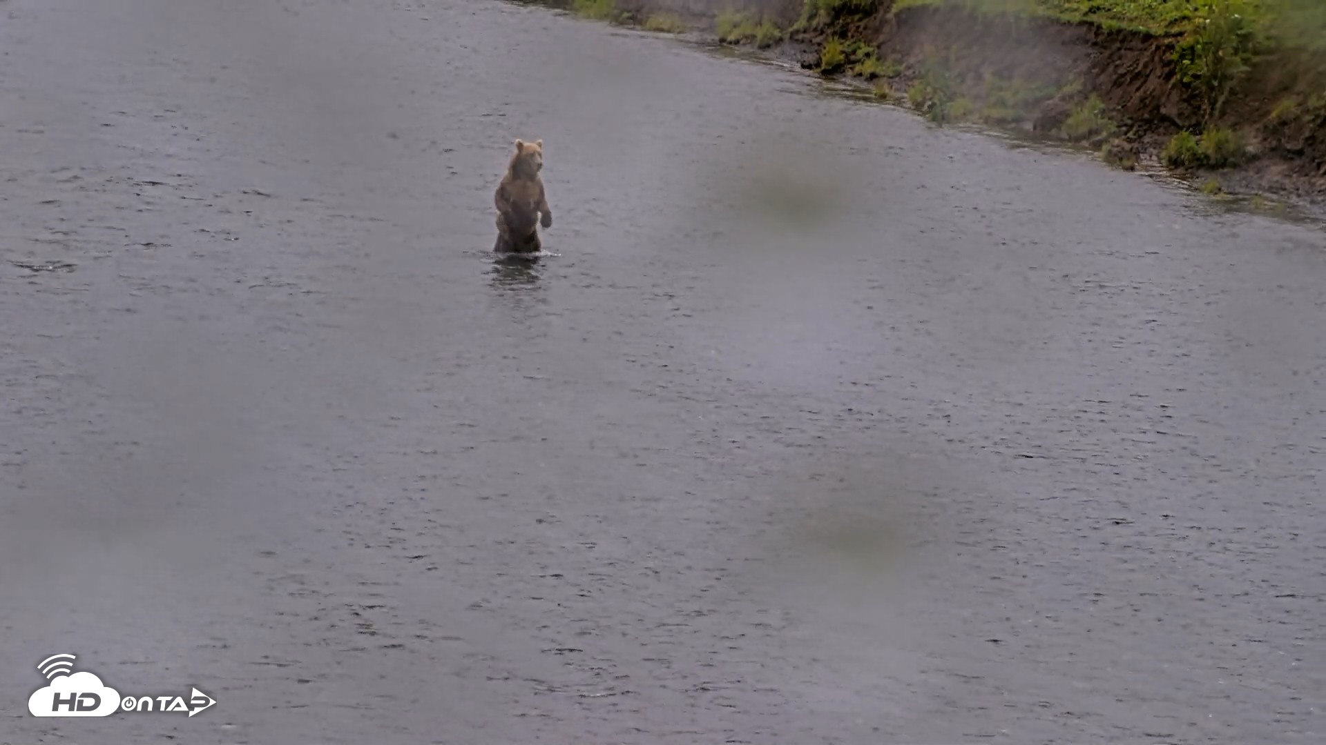 Snapshot of Kodiak Alaska Brown Bears Live Webcam taken Aug 12, 2026, 4:34pm AKDT