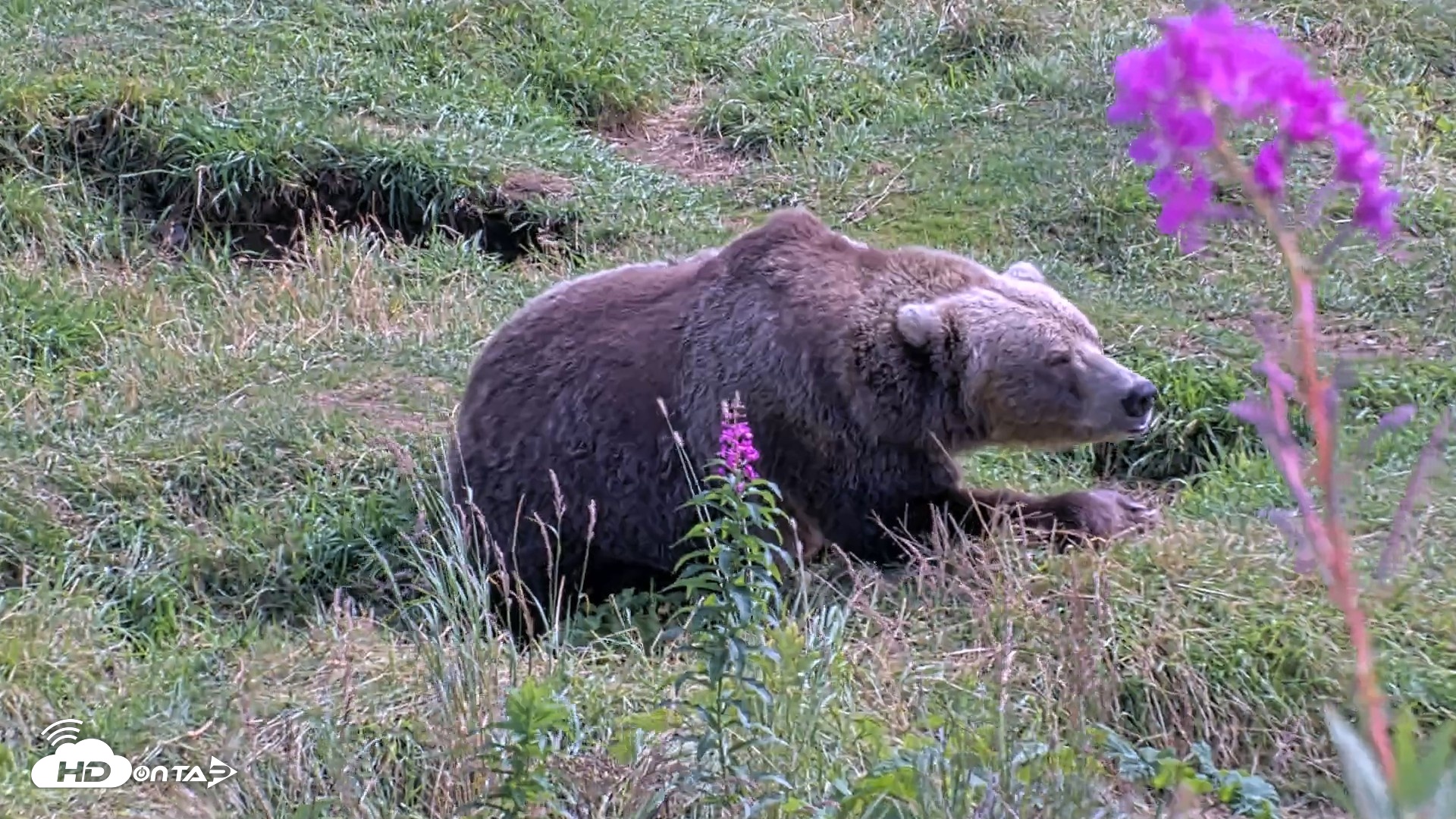 Snapshot of Kodiak Alaska Brown Bears Live Webcam taken Aug 22, 2026, 2:21pm AKDT