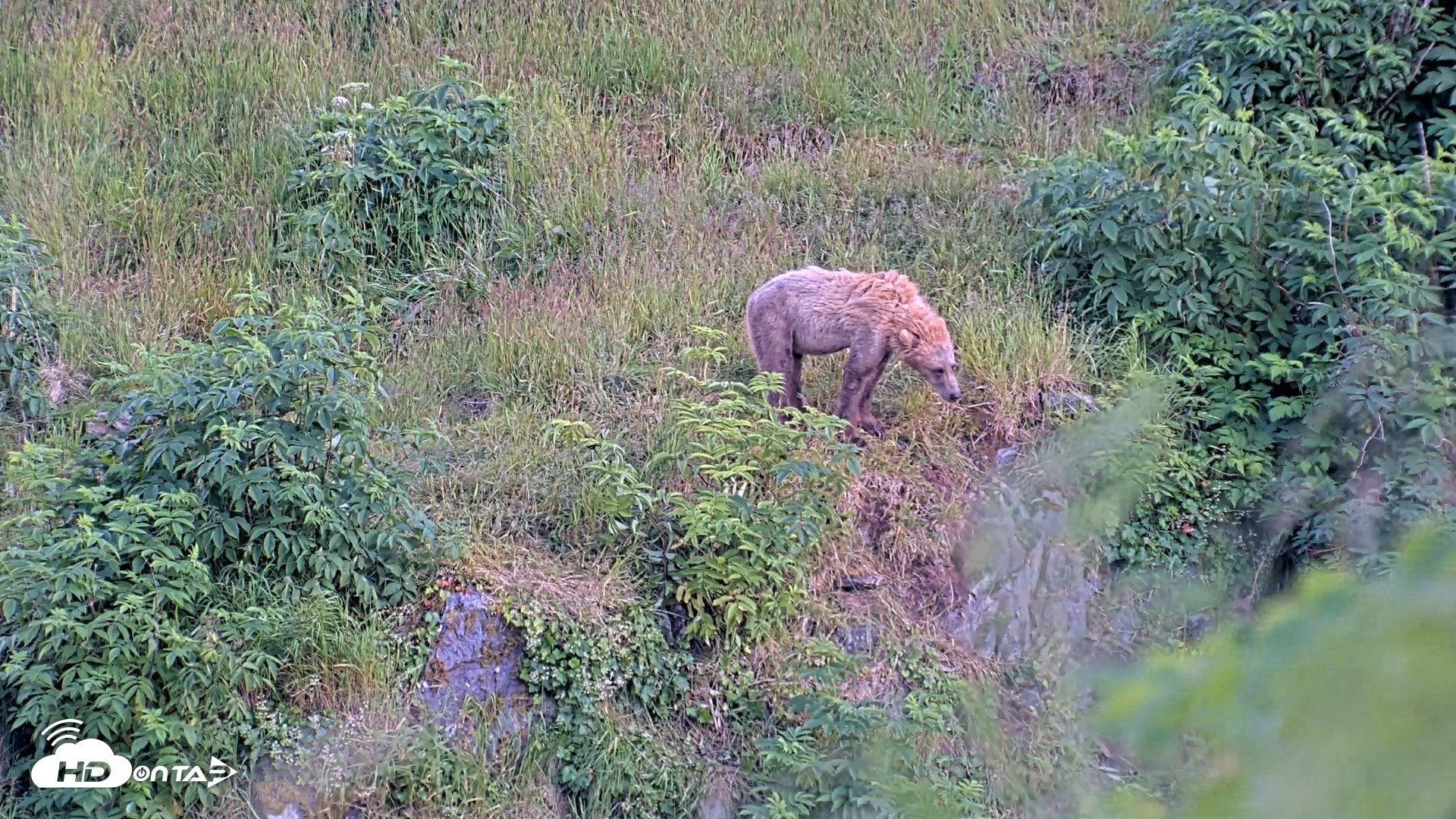 Snapshot of Kodiak Alaska Brown Bears Live Webcam taken Jul 28, 2026, 9:44pm AKDT