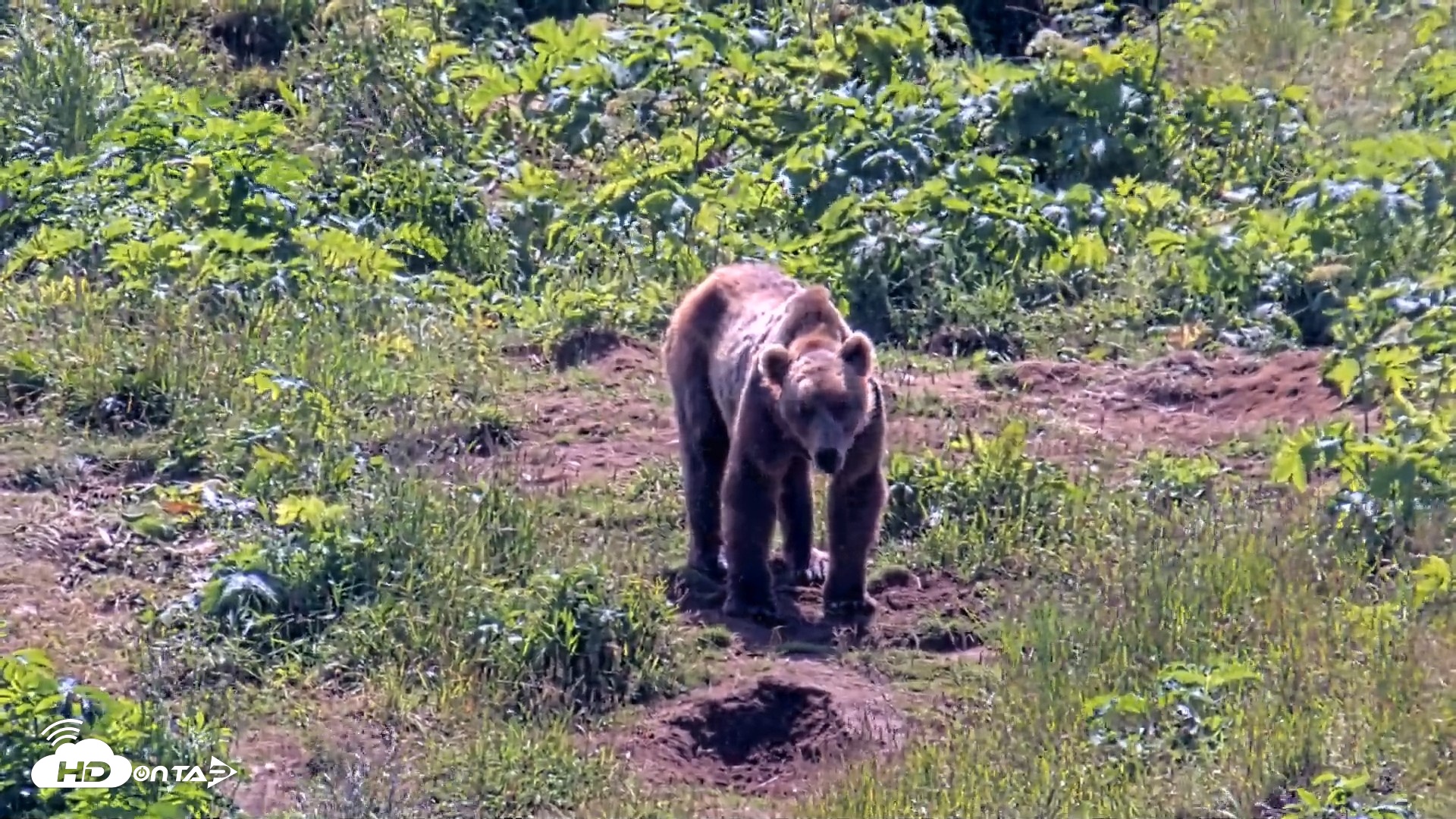 Snapshot of Kodiak Alaska Brown Bears Live Webcam taken Jul 31, 2026, 1:44pm AKDT