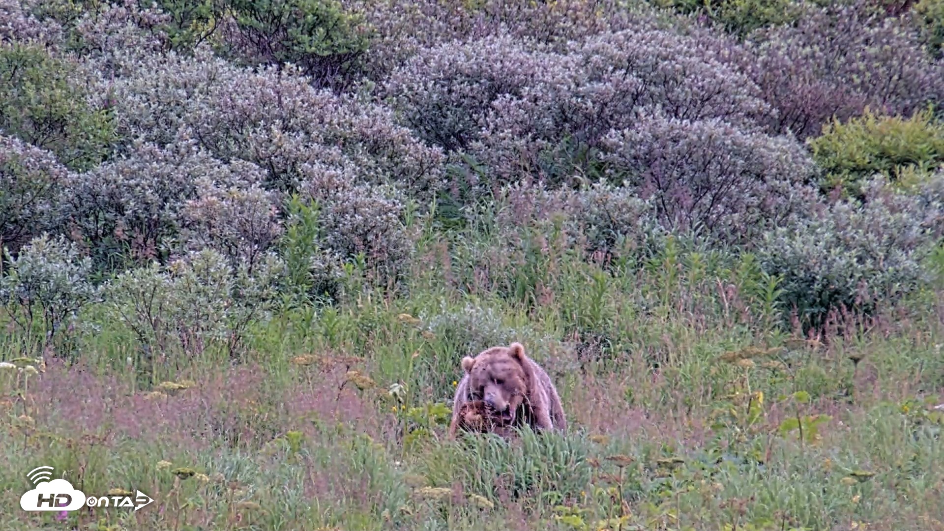 Snapshot of Kodiak Alaska Brown Bears Live Webcam taken Aug 10, 2026, 7:24pm AKDT