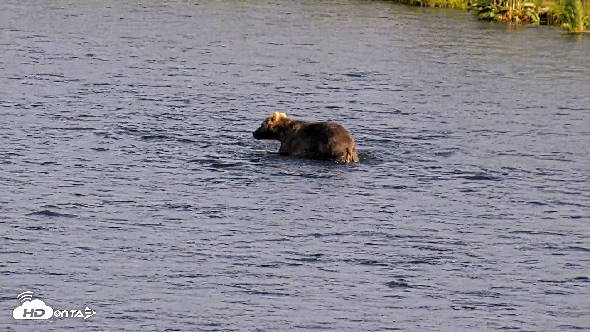 Snapshot of Kodiak Alaska Brown Bears Live Webcam taken Jul 25, 2026, 6:53pm AKDT