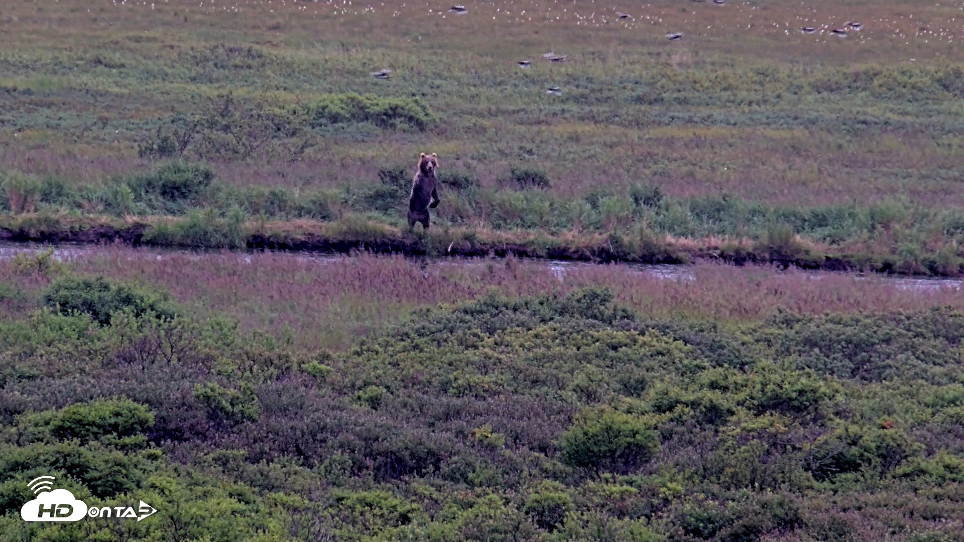 Snapshot of Kodiak Alaska Brown Bears Live Webcam taken Aug 17, 2026, 5:05pm AKDT