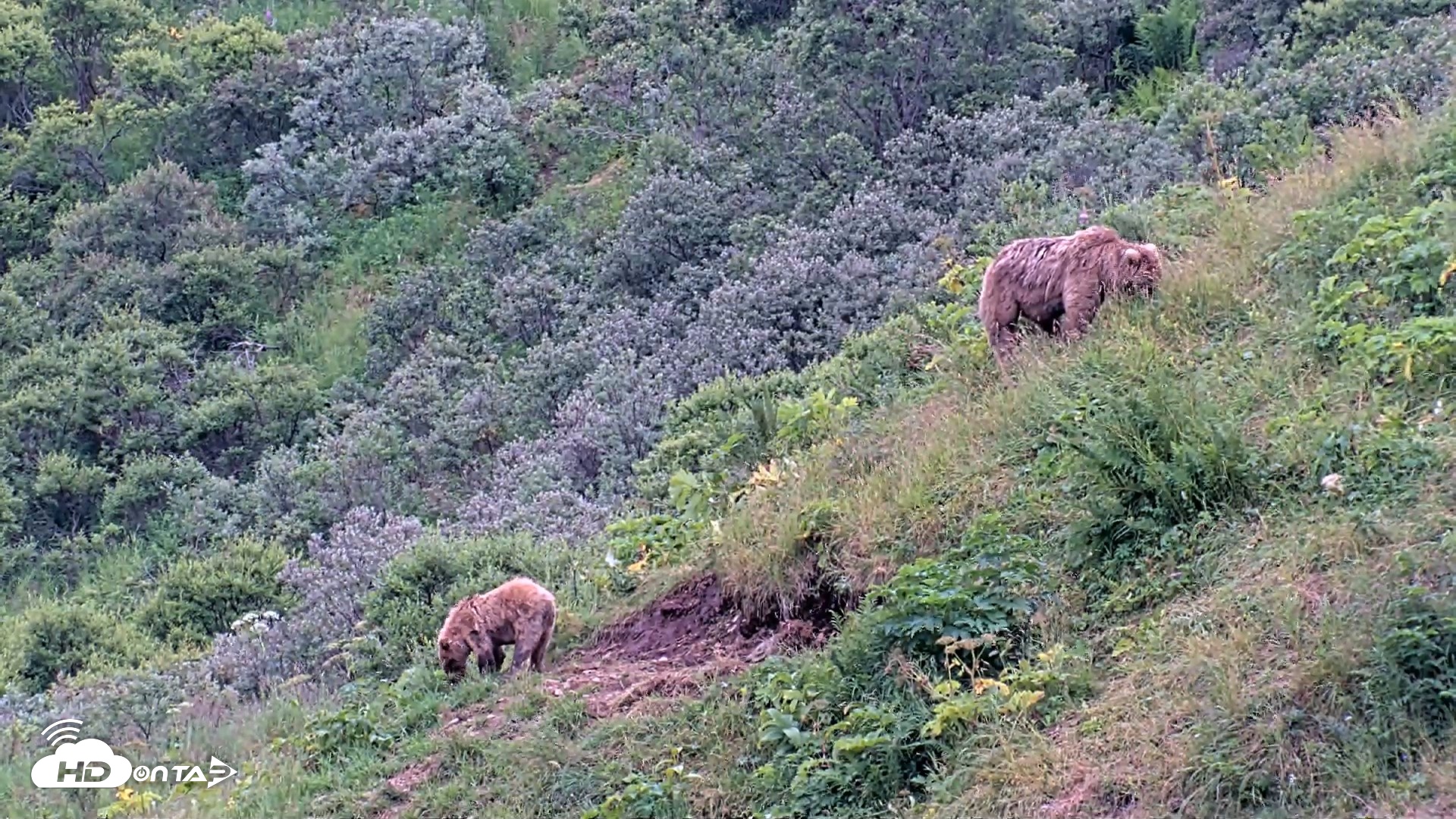 Snapshot of Kodiak Alaska Brown Bears Live Webcam taken Aug 10, 2026, 8:02pm AKDT