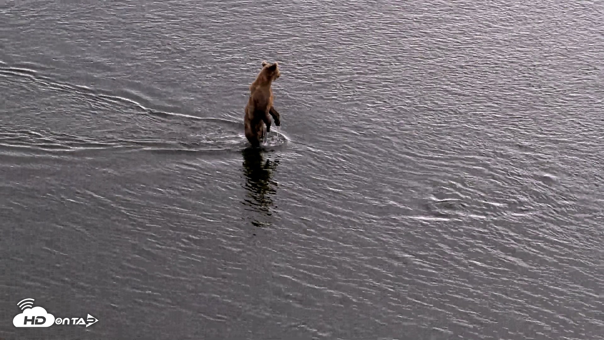 Snapshot of Kodiak Alaska Brown Bears Live Webcam taken Aug 20, 2026, 6:21pm AKDT