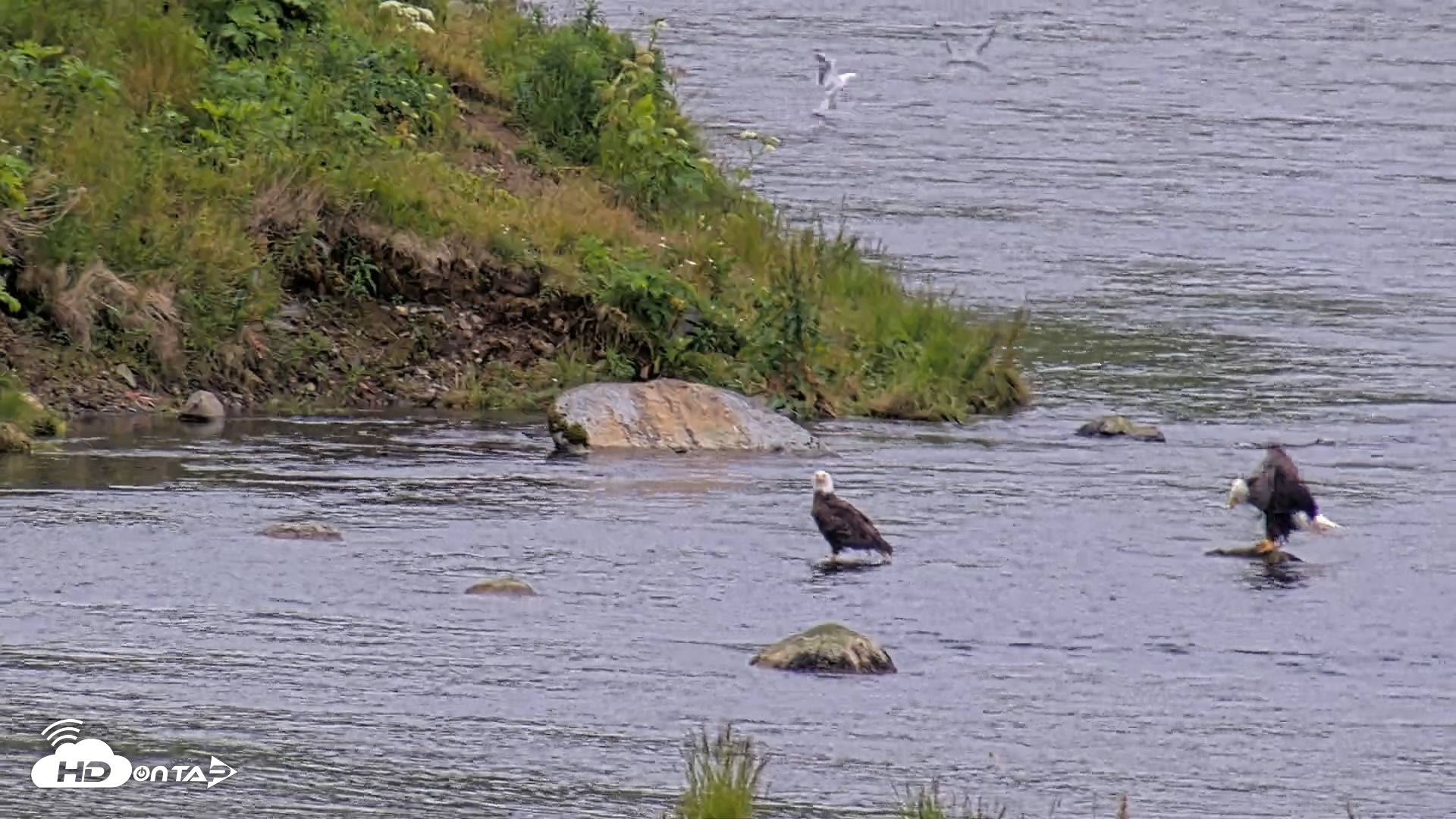 Snapshot of Kodiak Alaska Brown Bears Live Webcam taken Aug 4, 2026, 8:26pm AKDT