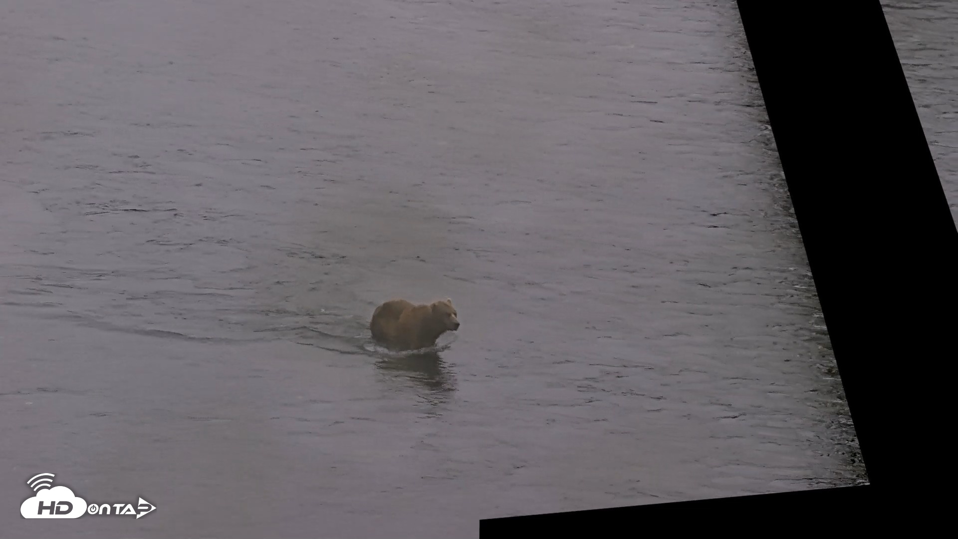 Snapshot of Kodiak Alaska Brown Bears Live Webcam taken Aug 4, 2026, 7:17am AKDT