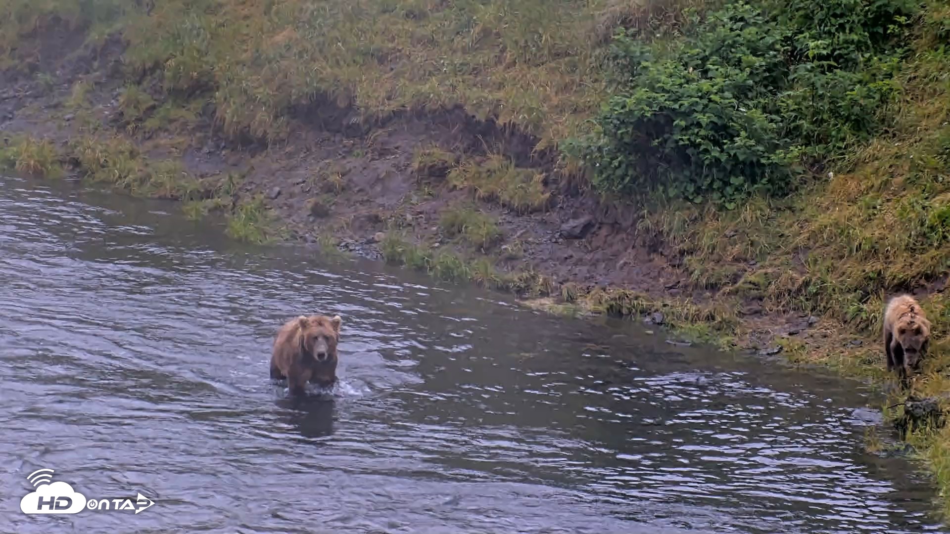 Snapshot of Kodiak Alaska Brown Bears Live Webcam taken Aug 4, 2026, 7:10am AKDT