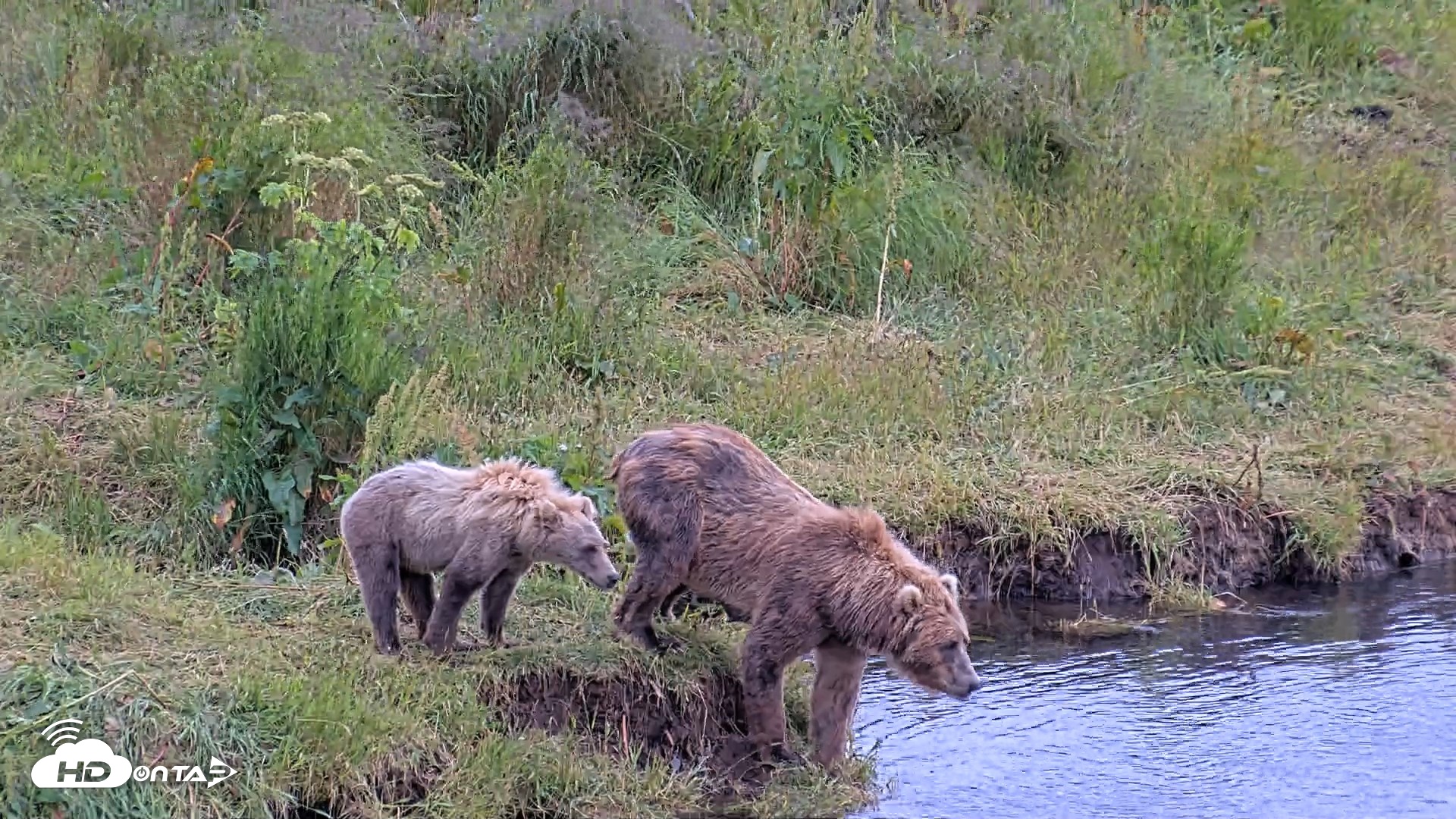 Snapshot of Kodiak Alaska Brown Bears Live Webcam taken Aug 4, 2026, 4:58pm AKDT