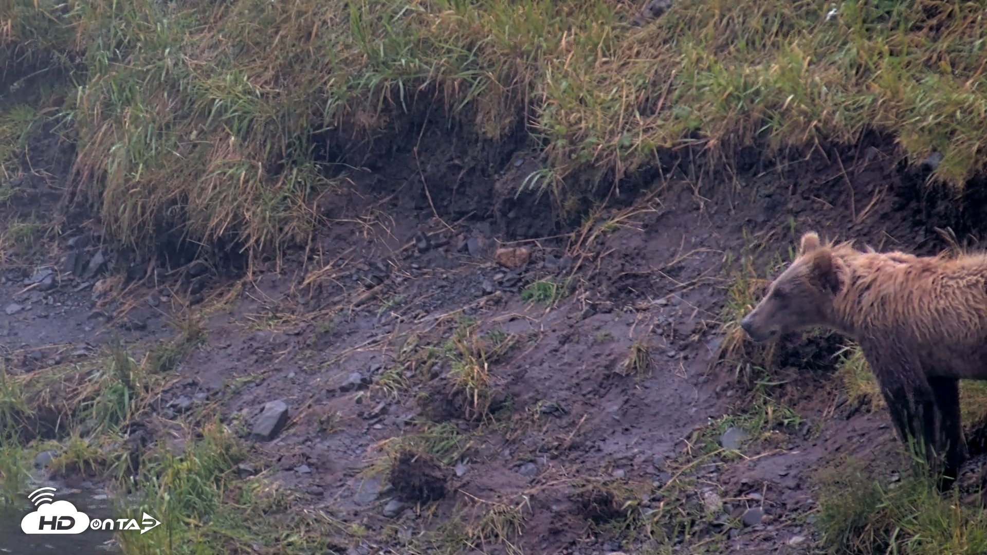 Snapshot of Kodiak Alaska Brown Bears Live Webcam taken Aug 4, 2026, 7:11am AKDT