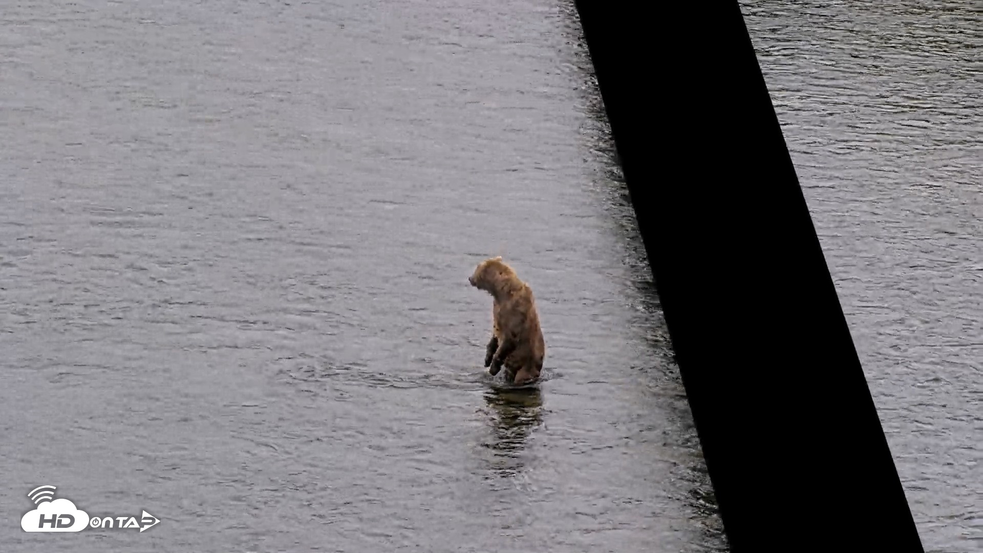 Snapshot of Kodiak Alaska Brown Bears Live Webcam taken Jul 19, 2026, 2:38pm AKDT
