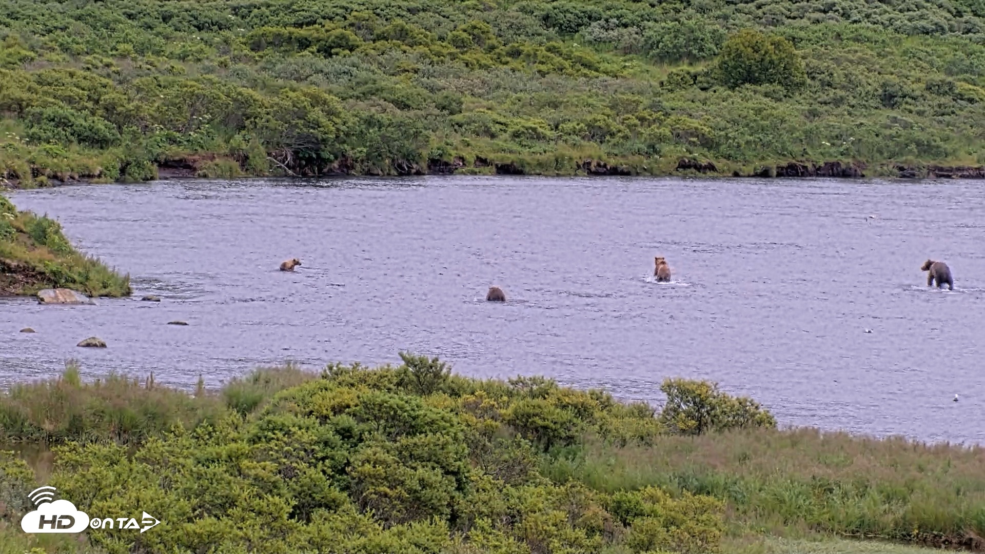 Snapshot of Kodiak Alaska Brown Bears Live Webcam taken Aug 7, 2026, 1:08pm AKDT