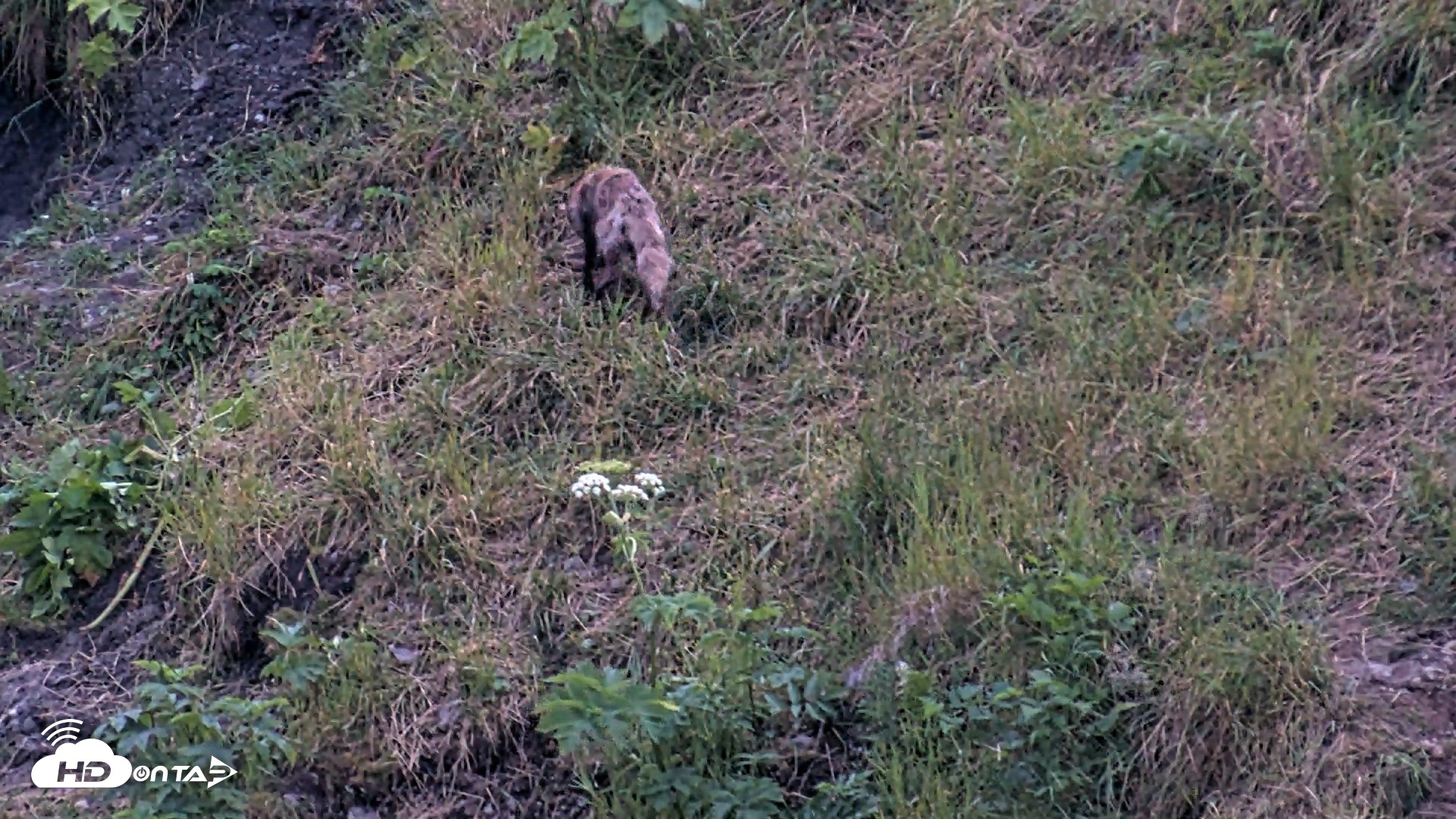 Snapshot of Kodiak Alaska Brown Bears Live Webcam taken Aug 2, 2026, 10:35pm AKDT