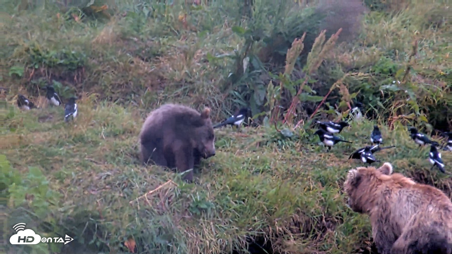 Snapshot of Kodiak Alaska Brown Bears Live Webcam taken Aug 12, 2026, 1:37pm AKDT