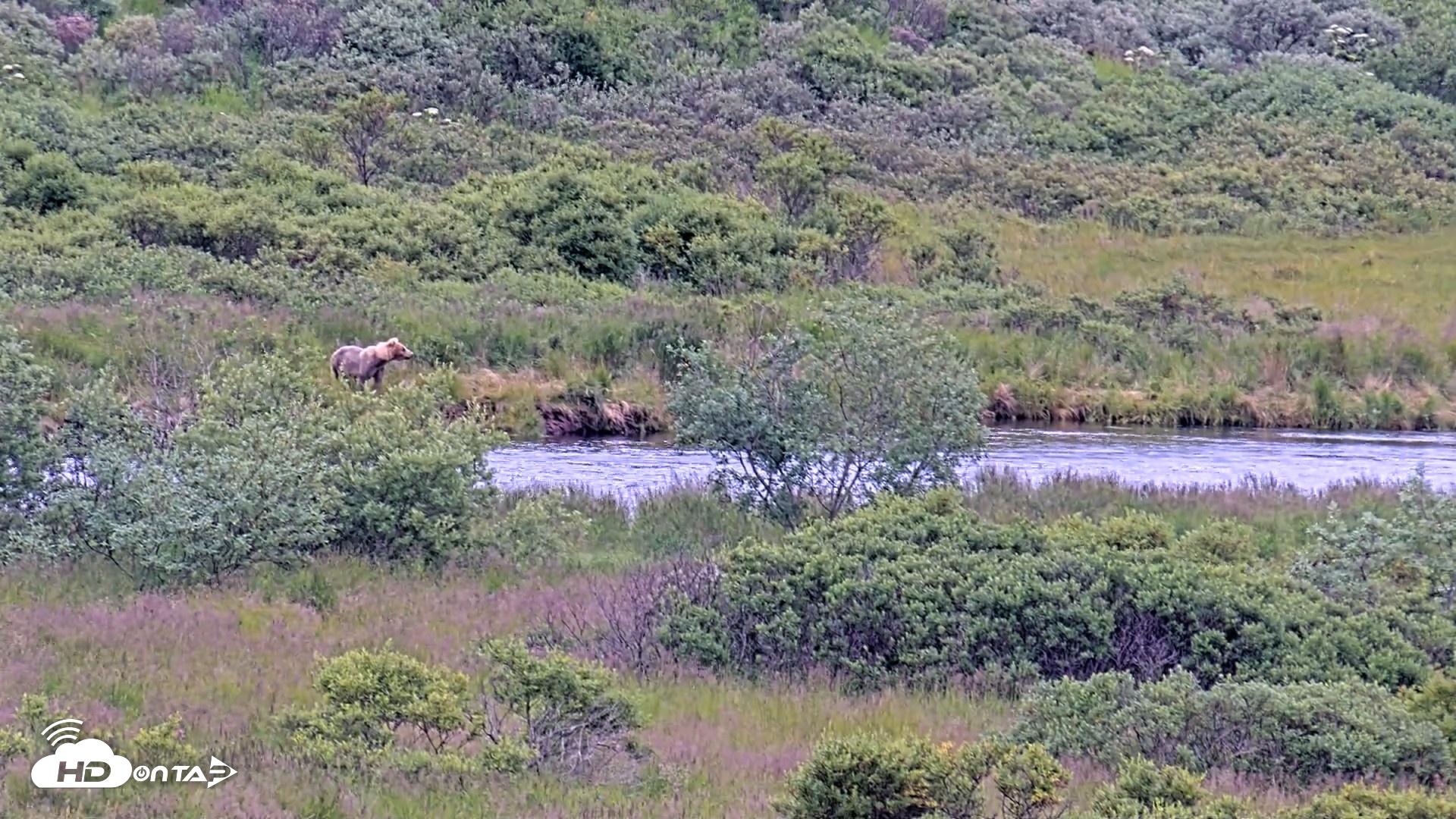 Snapshot of Kodiak Alaska Brown Bears Live Webcam taken Aug 3, 2026, 10:51am AKDT