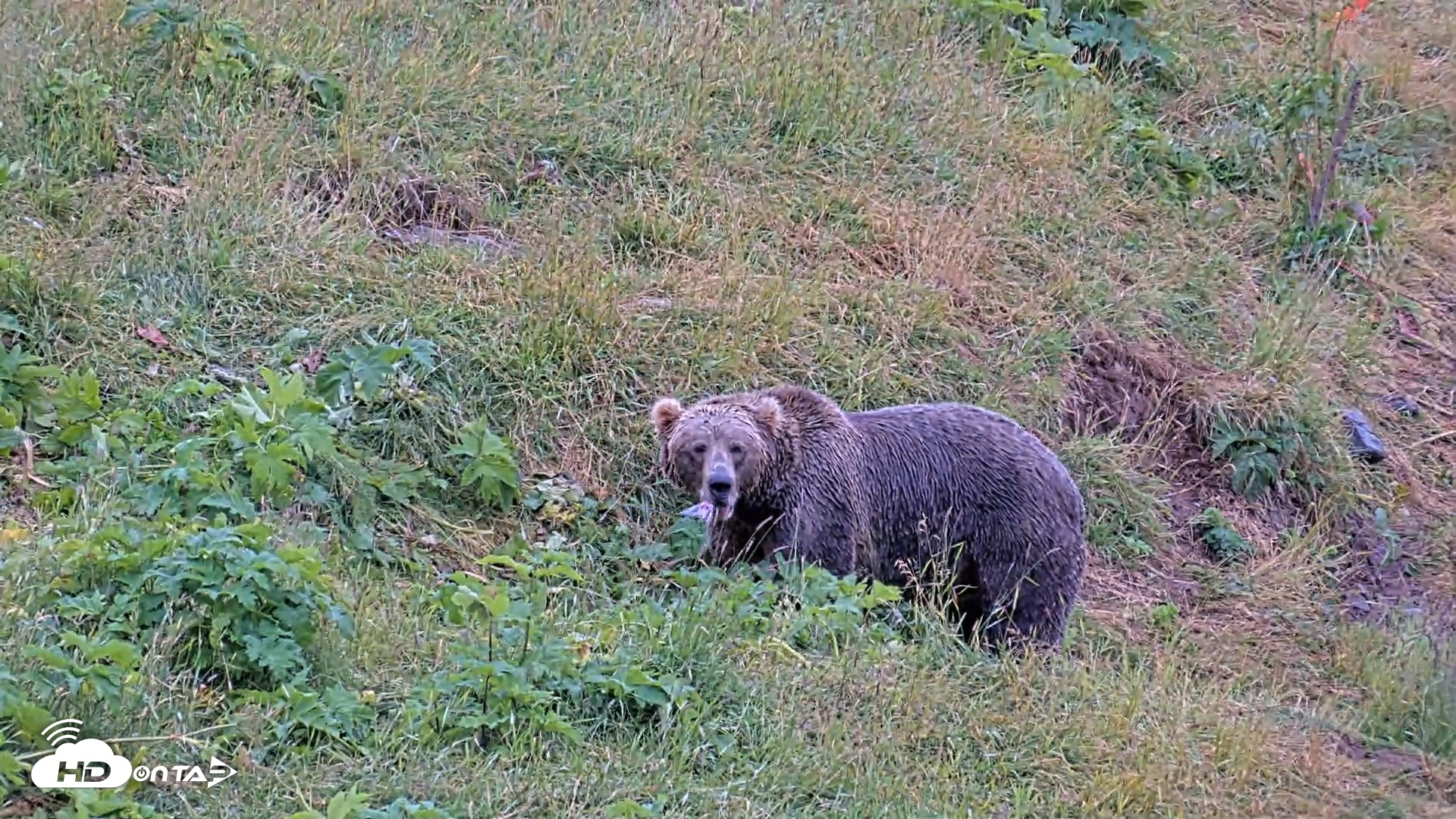 Snapshot of Kodiak Alaska Brown Bears Live Webcam taken Aug 7, 2026, 9:56am AKDT