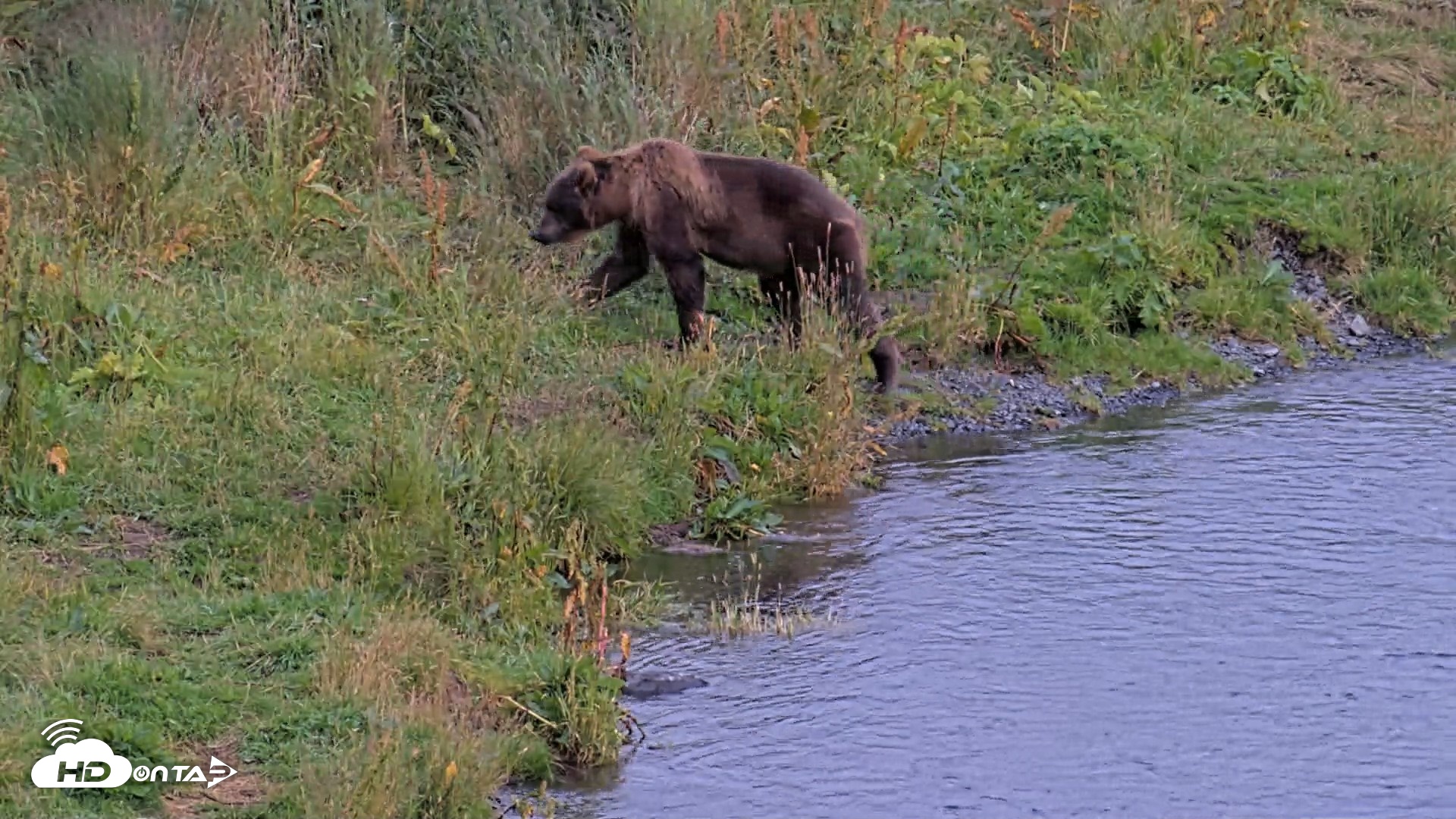 Snapshot of Kodiak Alaska Brown Bears Live Webcam taken Aug 20, 2026, 7:31pm AKDT