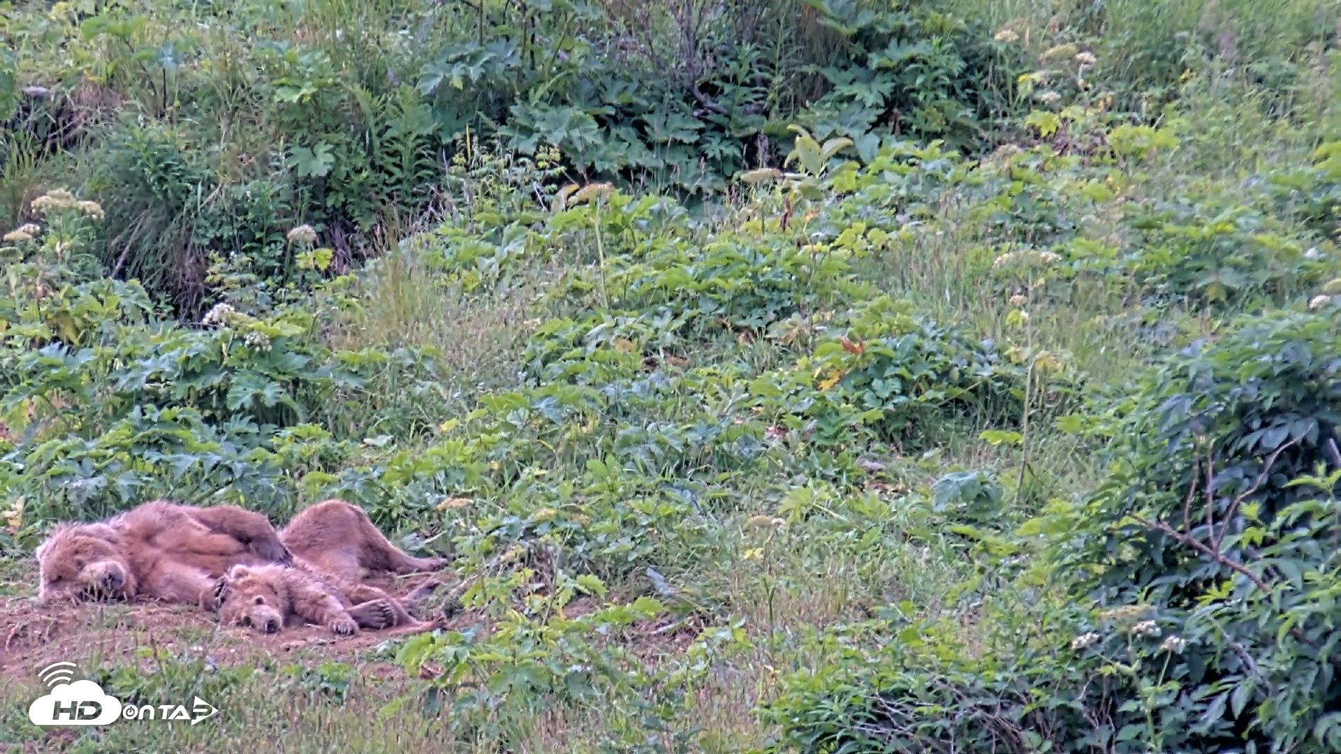 Snapshot of Kodiak Alaska Brown Bears Live Webcam taken Aug 2, 2026, 11:27am AKDT