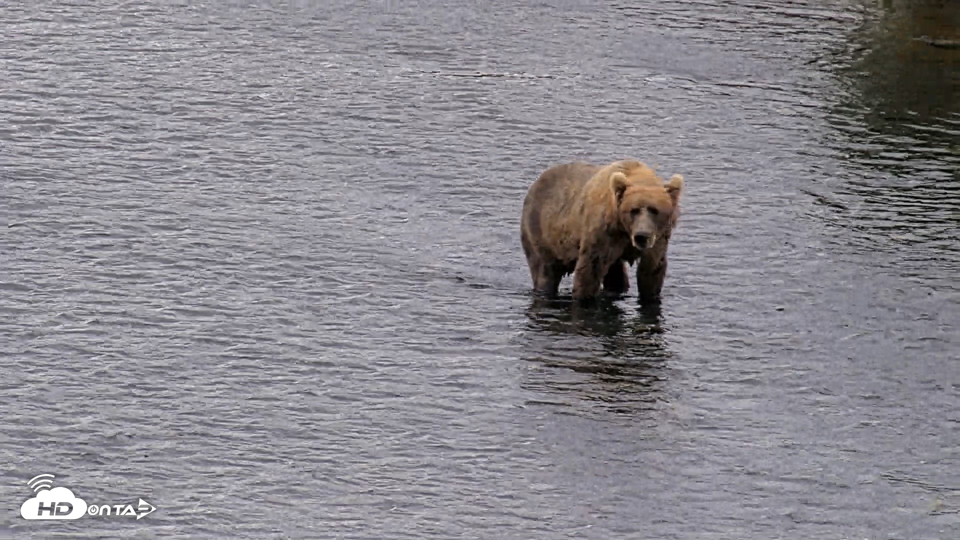 Snapshot of Kodiak Alaska Brown Bears Live Webcam taken Aug 13, 2026, 11:46am AKDT