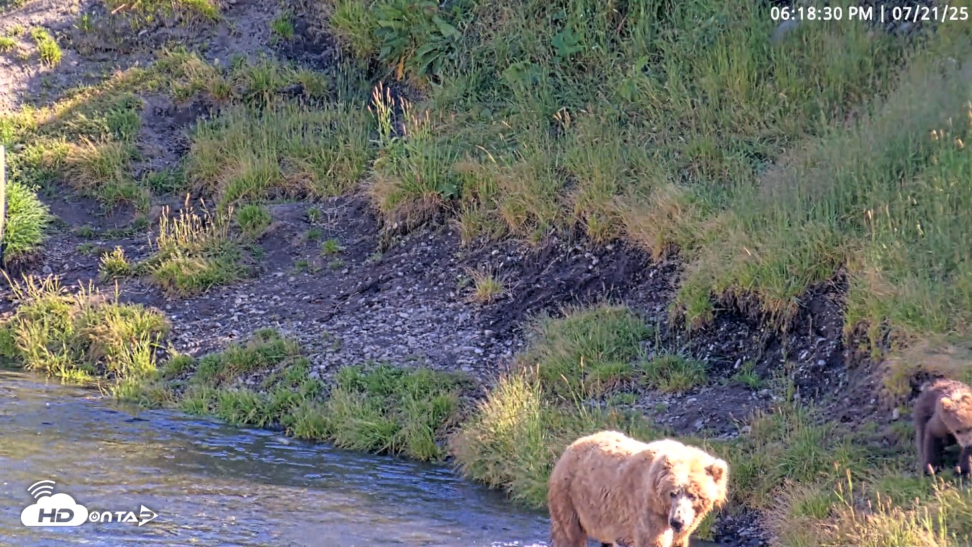 Snapshot of Kodiak Alaska Brown Bears Live Webcam taken Jul 21, 2025, 6:19pm AKDT