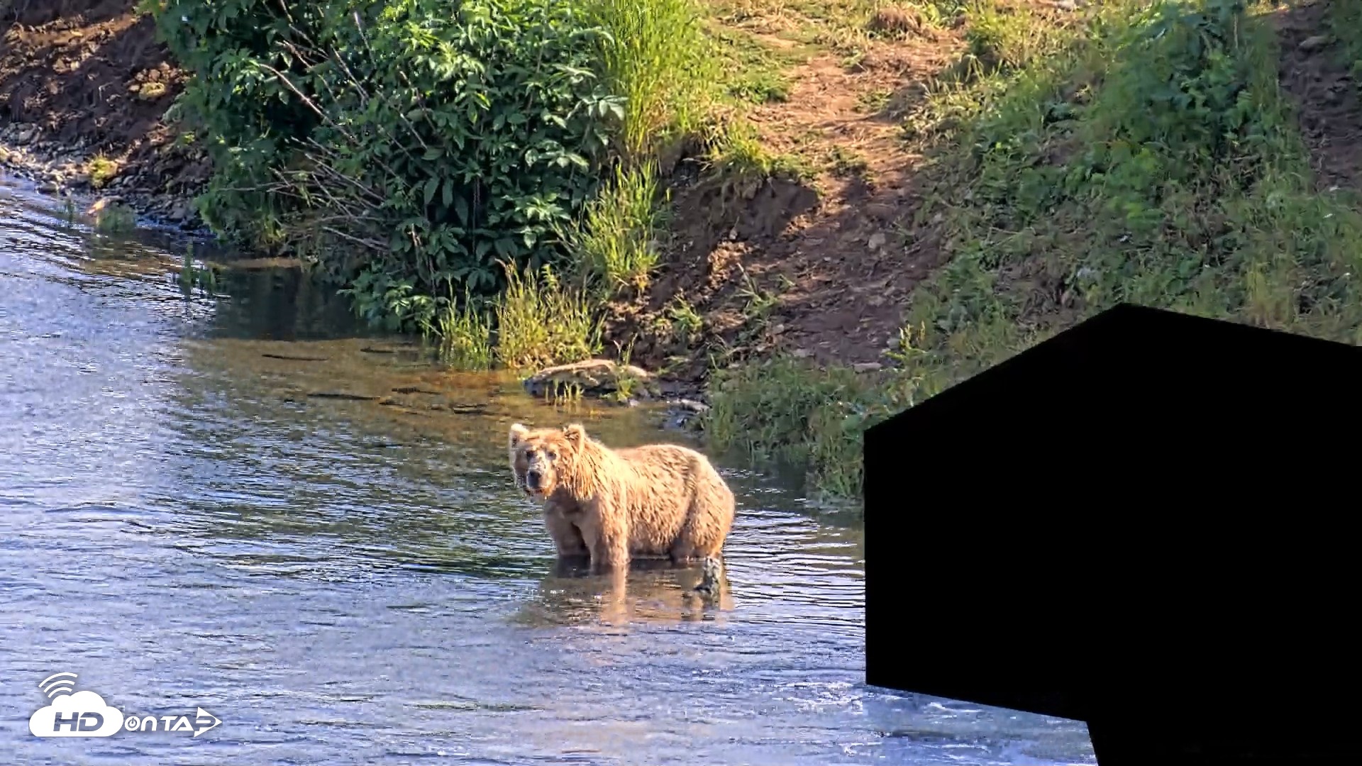 Snapshot of Kodiak Alaska Brown Bears Live Webcam taken Jul 29, 2026, 5:29pm AKDT