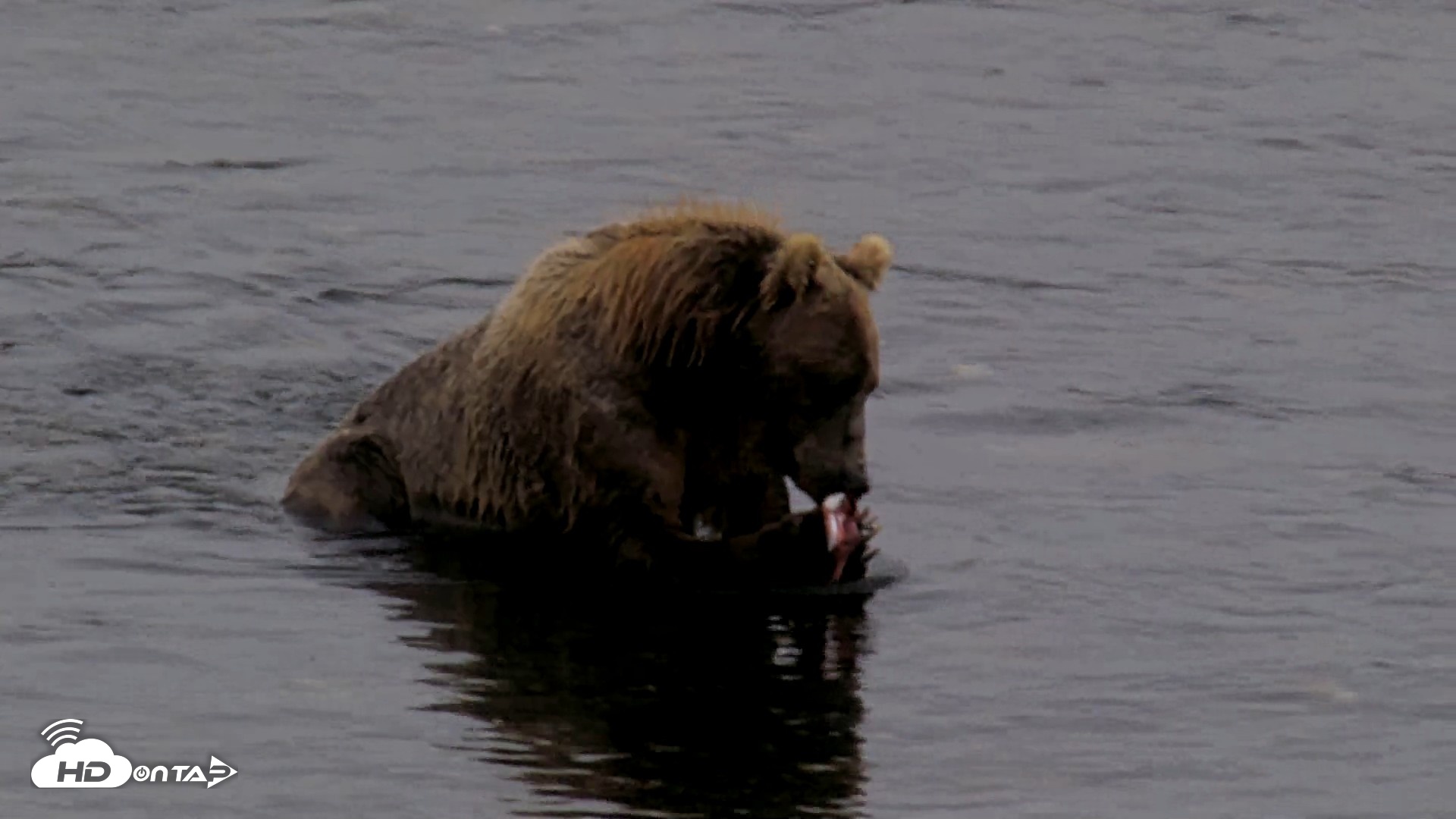 Snapshot of Kodiak Alaska Brown Bears Live Webcam taken Aug 17, 2026, 5:46pm AKDT