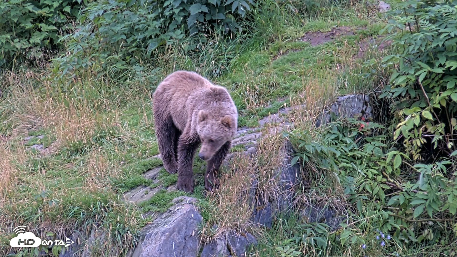 Snapshot of Kodiak Alaska Brown Bears Live Webcam taken Aug 19, 2026, 5:47pm AKDT