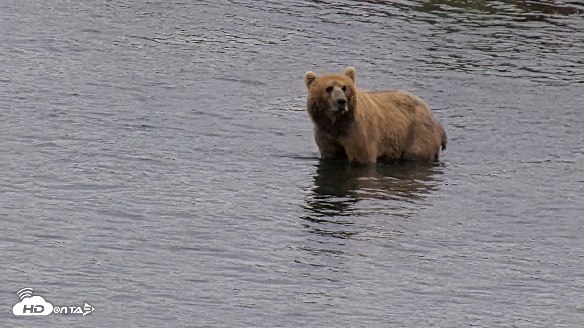 Snapshot of Kodiak Alaska Brown Bears Live Webcam taken Jul 27, 2026, 9:17am AKDT