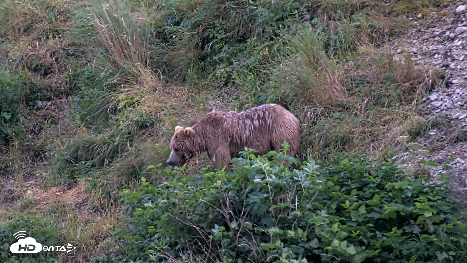 Snapshot of Kodiak Alaska Brown Bears Live Webcam taken Aug 7, 2026, 10:03pm AKDT