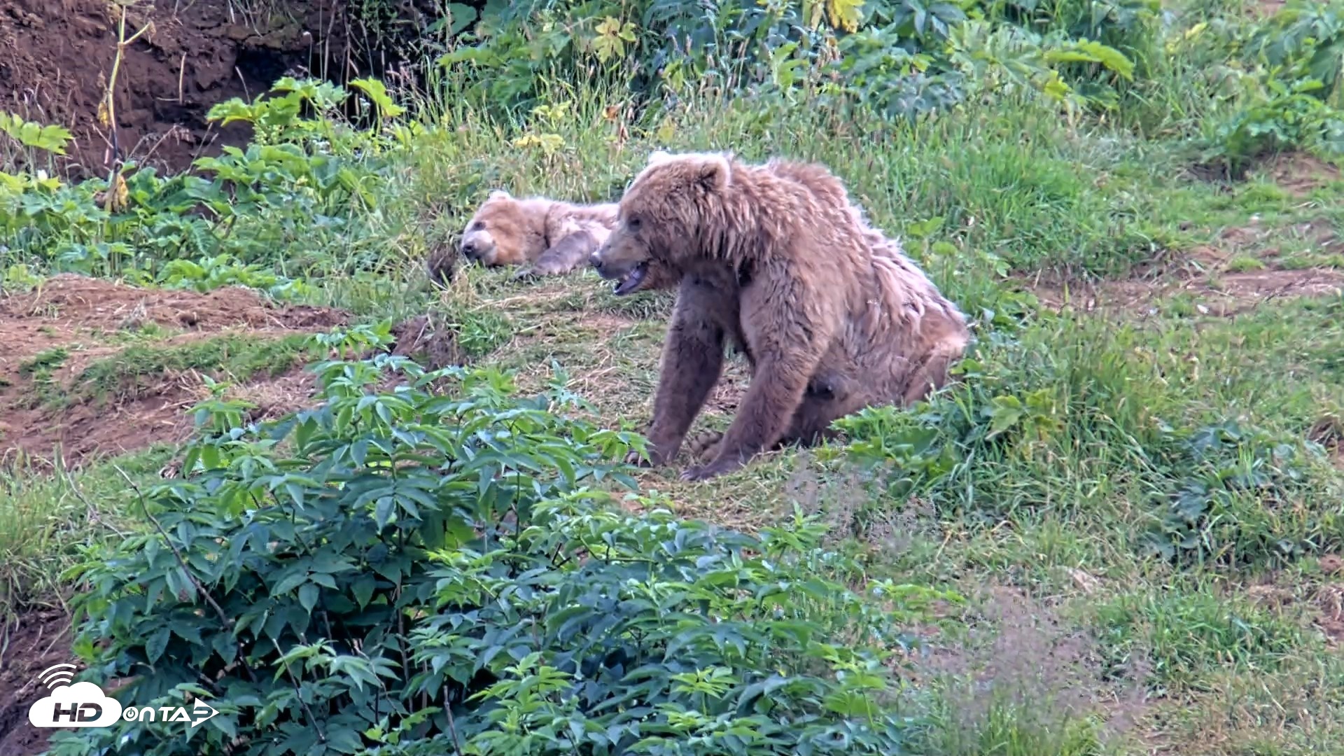 Snapshot of Kodiak Alaska Brown Bears Live Webcam taken Aug 11, 2026, 5:51pm AKDT
