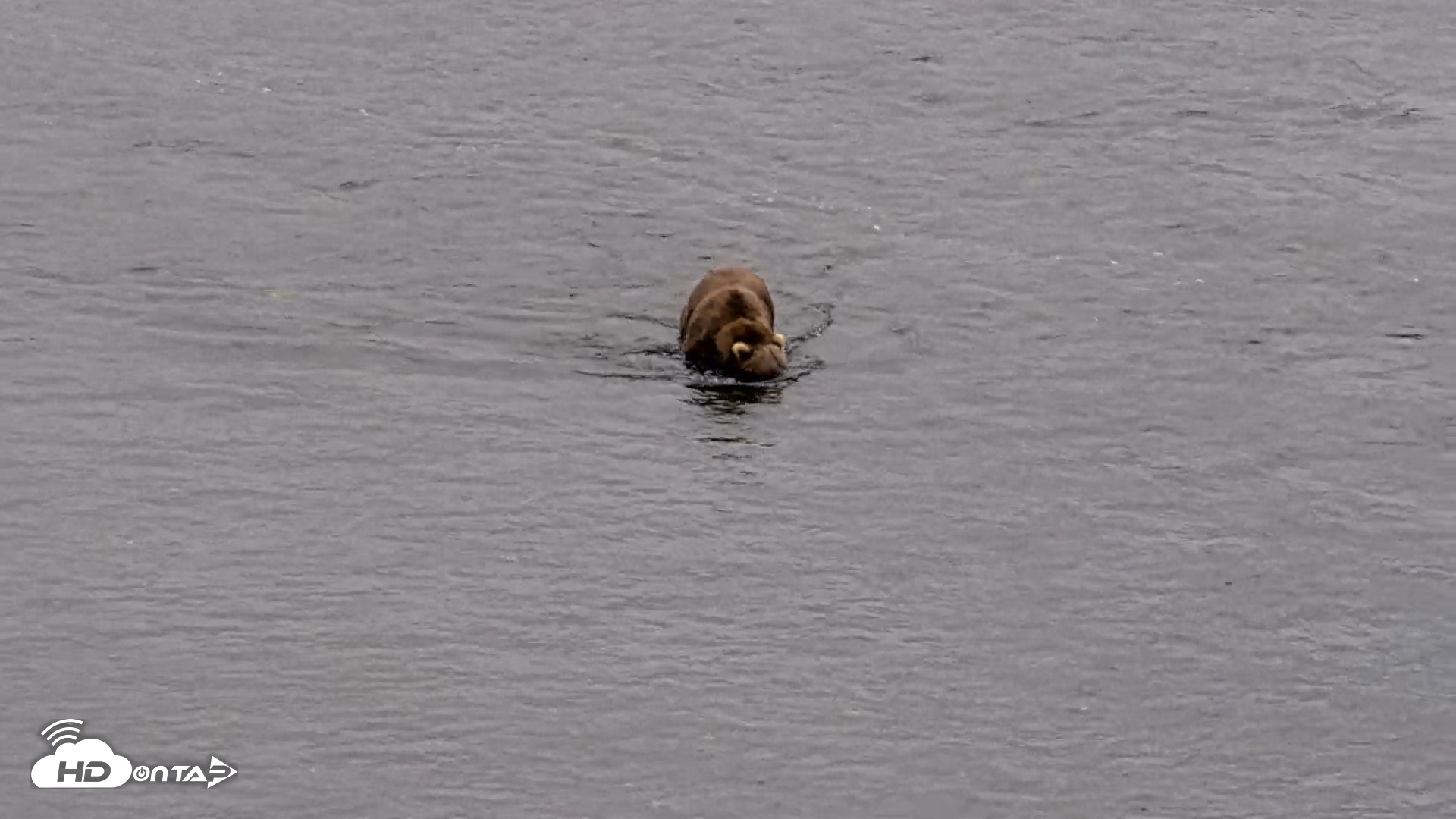 Snapshot of Kodiak Alaska Brown Bears Live Webcam taken Aug 19, 2026, 3:41pm AKDT