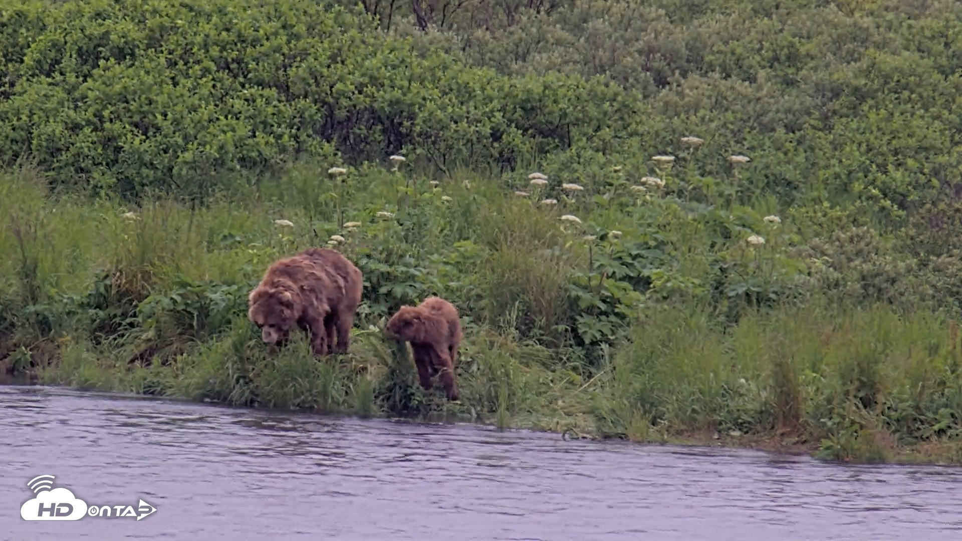 Snapshot of Kodiak Alaska Brown Bears Live Webcam taken Jul 22, 2026, 5:15pm AKDT