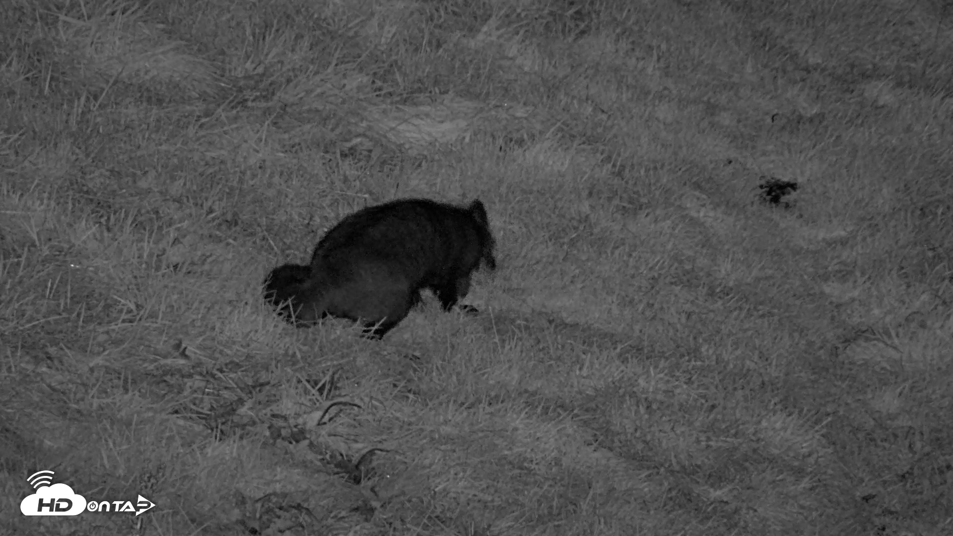 Snapshot of Kodiak Alaska Brown Bears Live Webcam taken Oct 7, 2026, 9:48pm AKDT