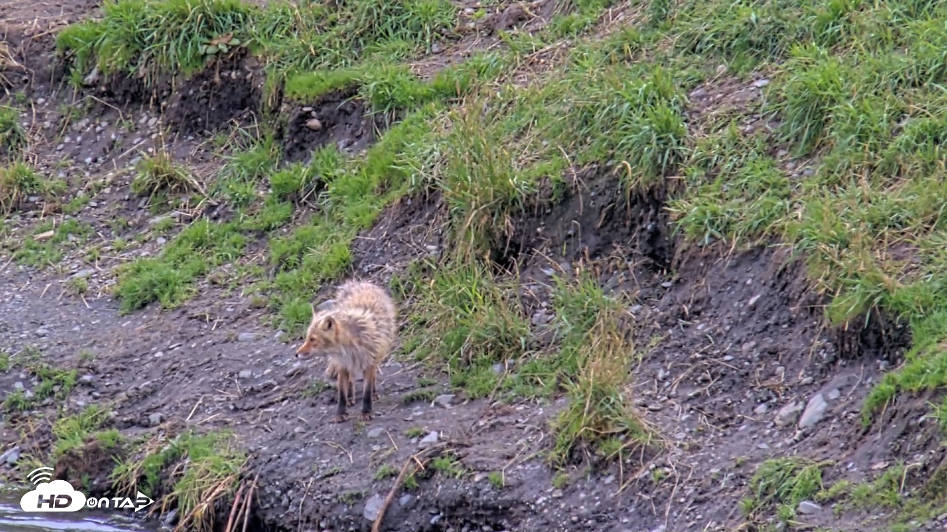 Snapshot of Kodiak Alaska Brown Bears Live Webcam taken Aug 19, 2026, 4:12pm AKDT