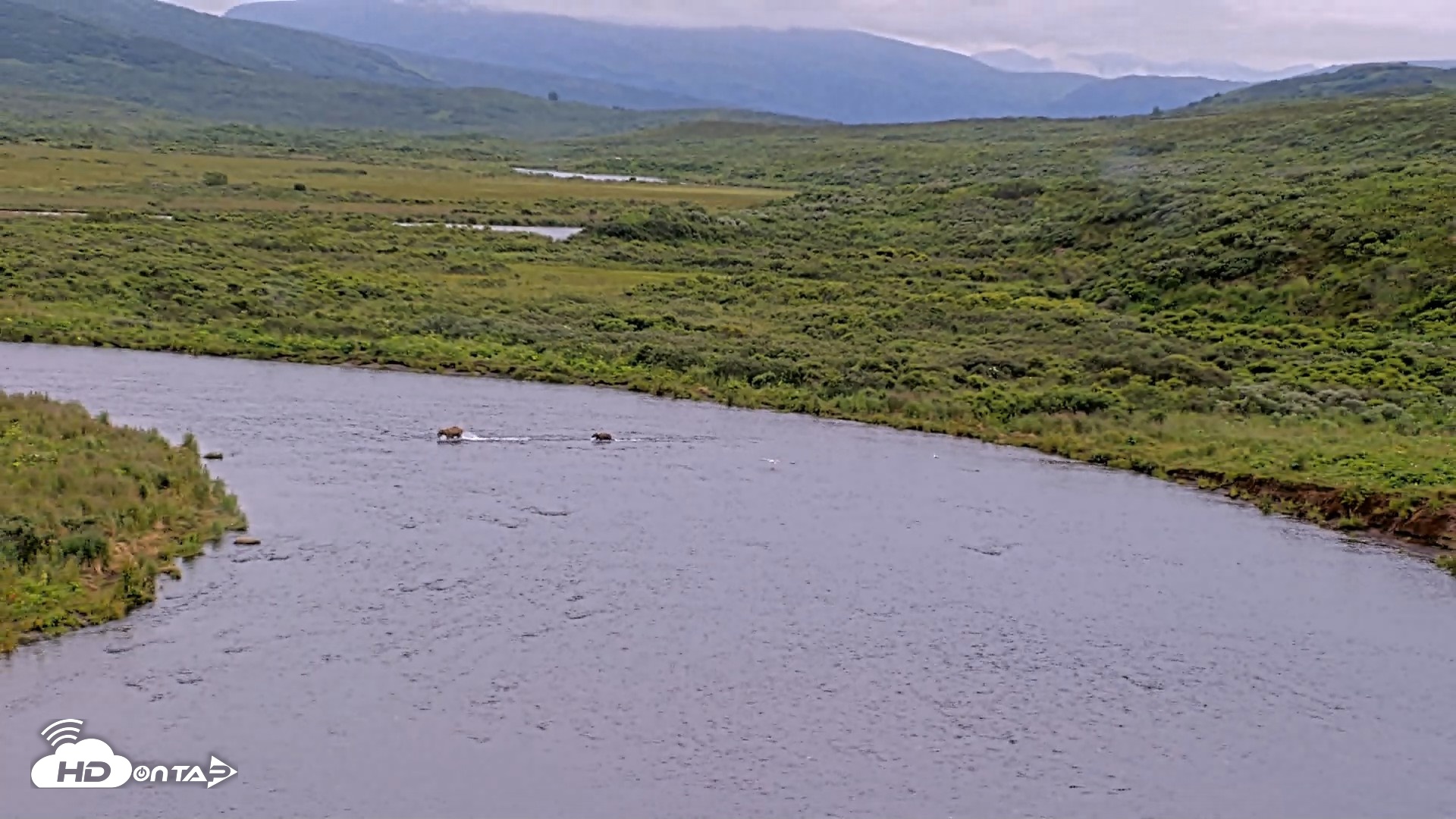 Snapshot of Kodiak Alaska Brown Bears Live Webcam taken Aug 10, 2026, 6:39pm AKDT