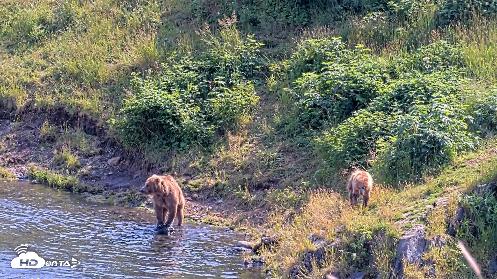 Snapshot of Kodiak Alaska Brown Bears Live Webcam taken Aug 8, 2026, 4:09pm AKDT