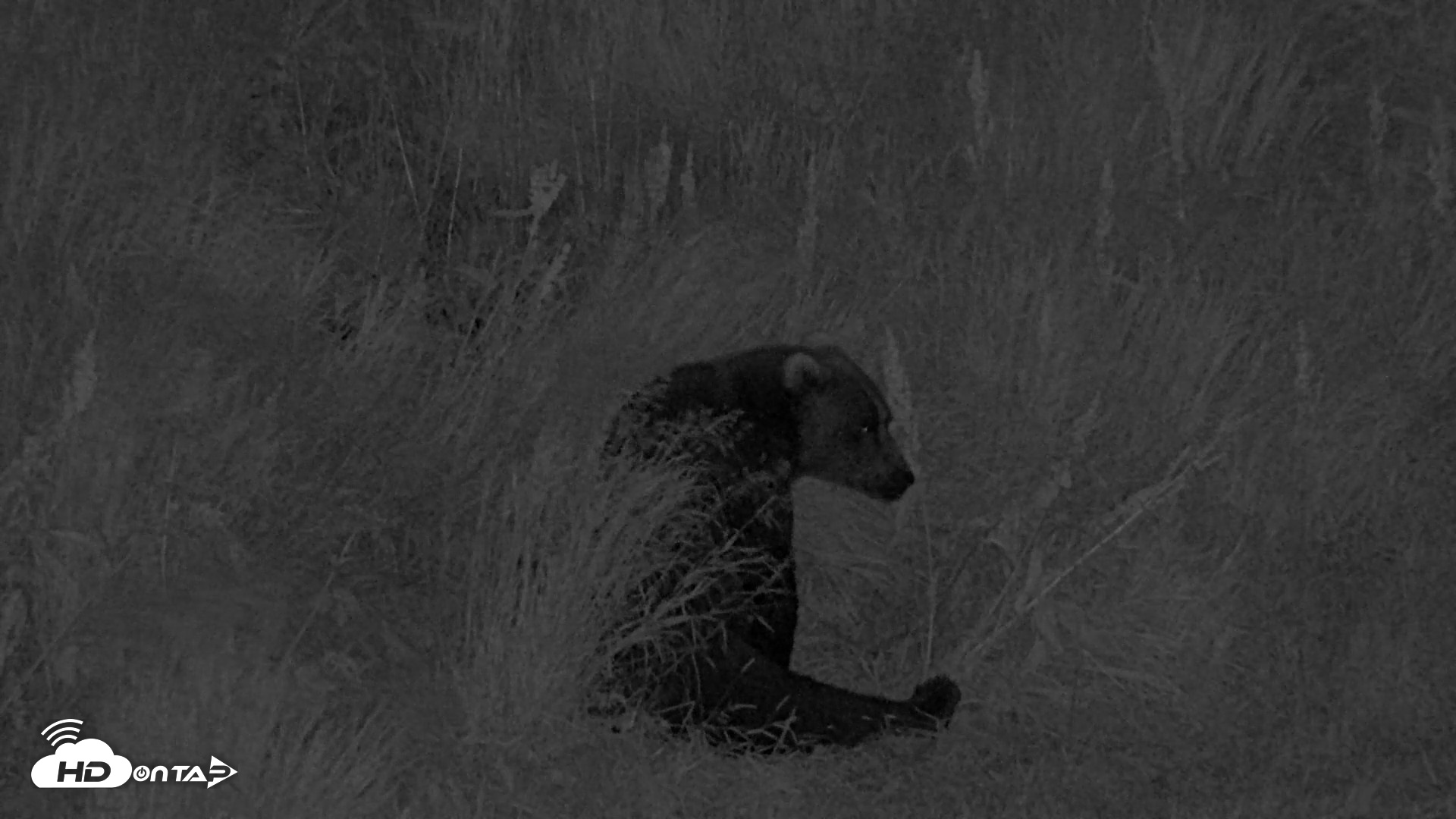 Snapshot of Kodiak Alaska Brown Bears Live Webcam taken Aug 10, 2026, 10:57pm AKDT