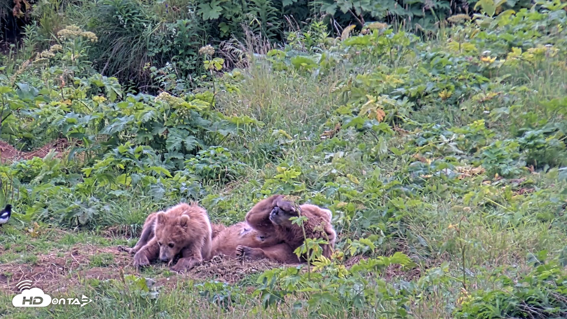Snapshot of Kodiak Alaska Brown Bears Live Webcam taken Aug 6, 2026, 6:10pm AKDT
