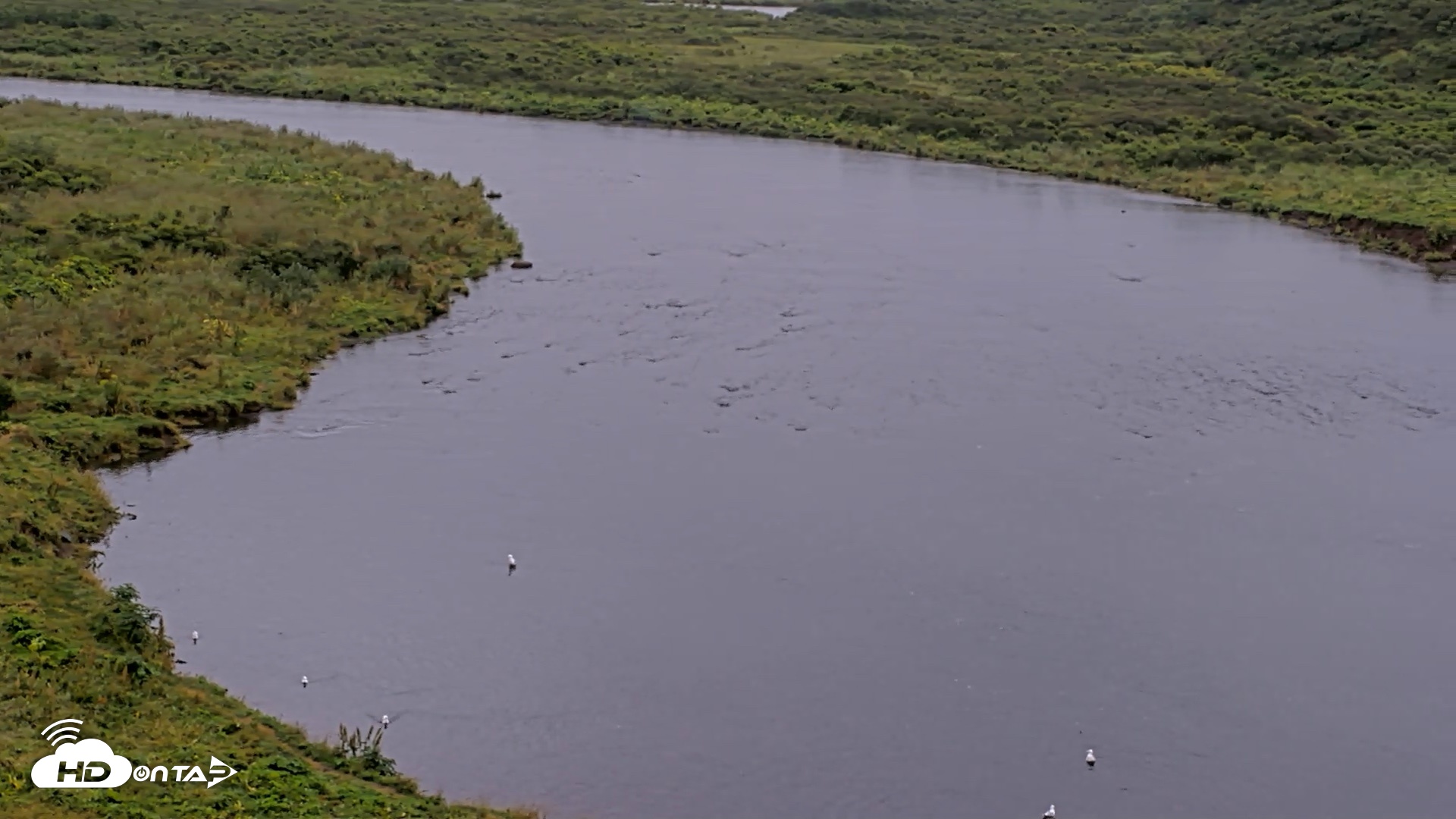 Snapshot of Kodiak Alaska Brown Bears Live Webcam taken Aug 20, 2026, 10:58am AKDT