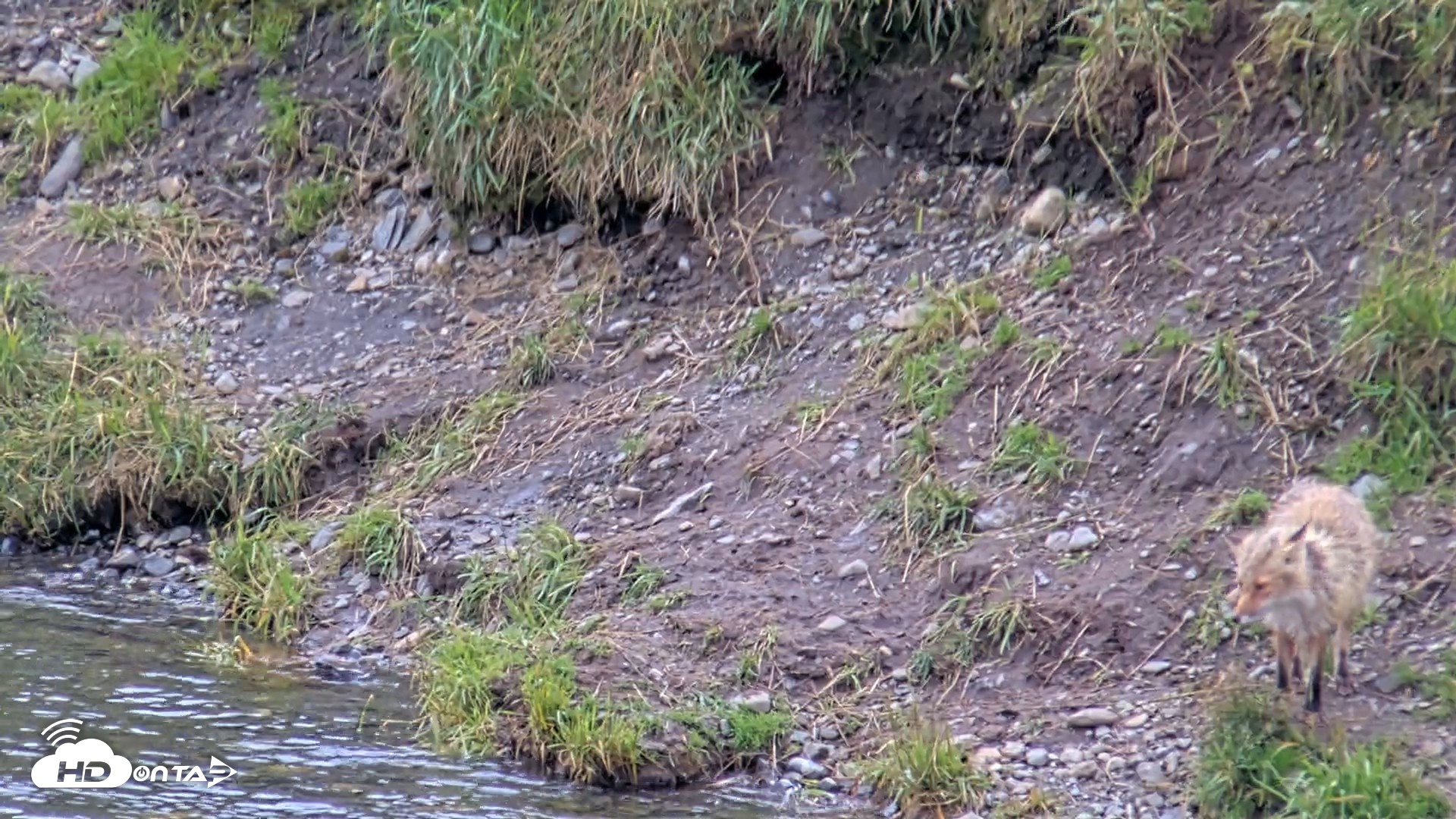 Snapshot of Kodiak Alaska Brown Bears Live Webcam taken Aug 19, 2026, 4:13pm AKDT