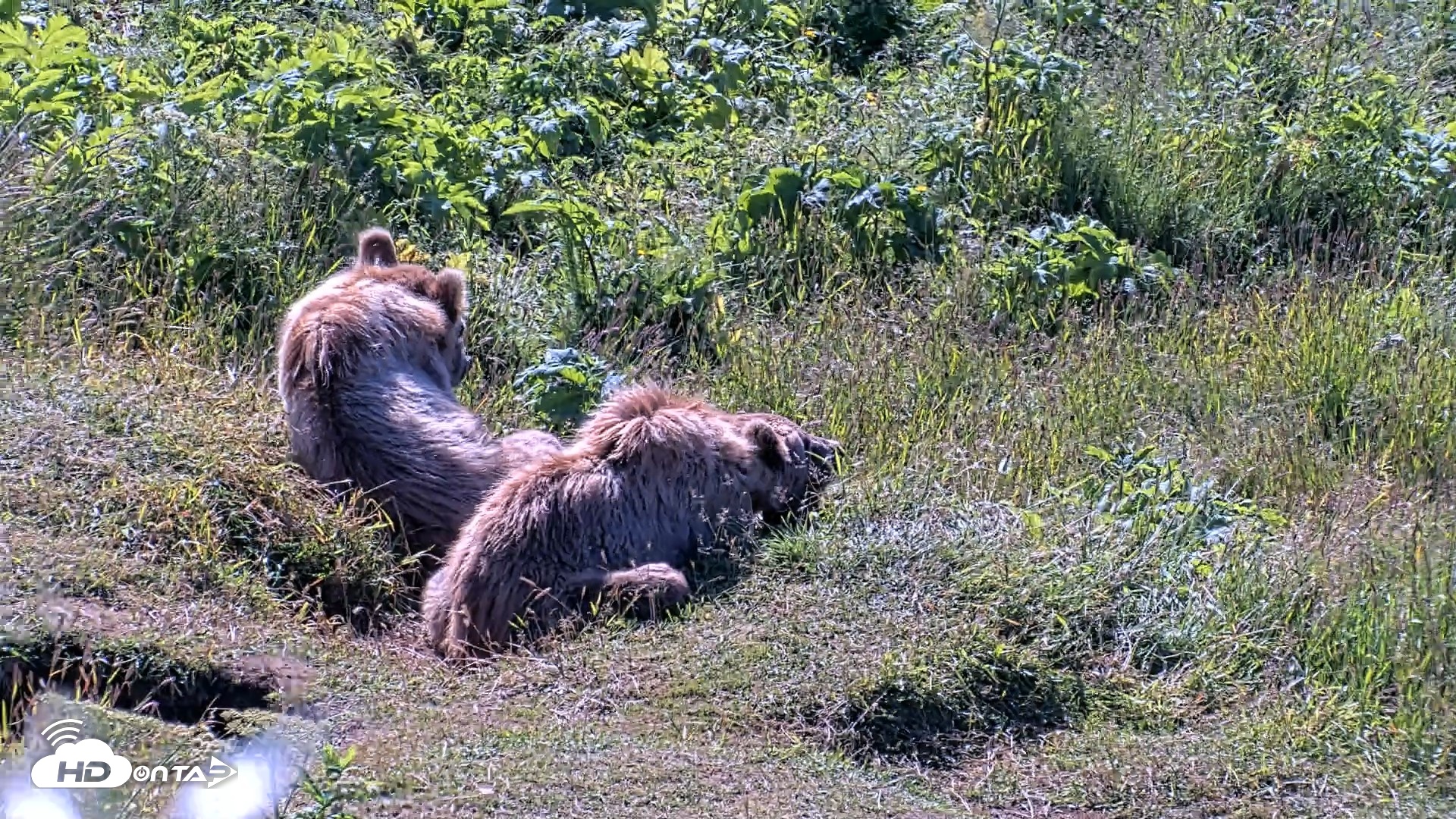 Snapshot of Kodiak Alaska Brown Bears Live Webcam taken Jul 30, 2026, 10:42am AKDT