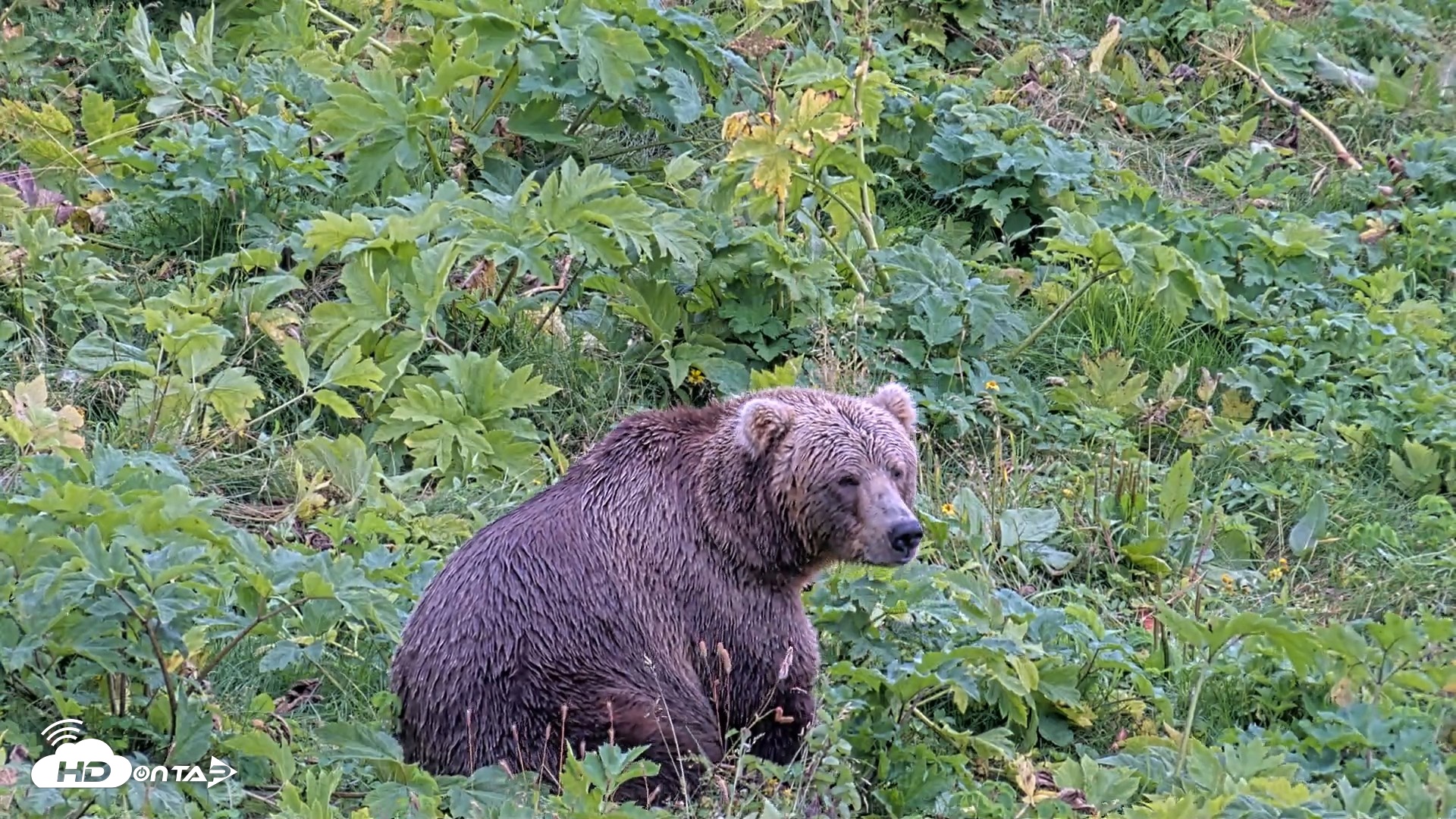 Snapshot of Kodiak Alaska Brown Bears Live Webcam taken Aug 18, 2026, 4:21pm AKDT