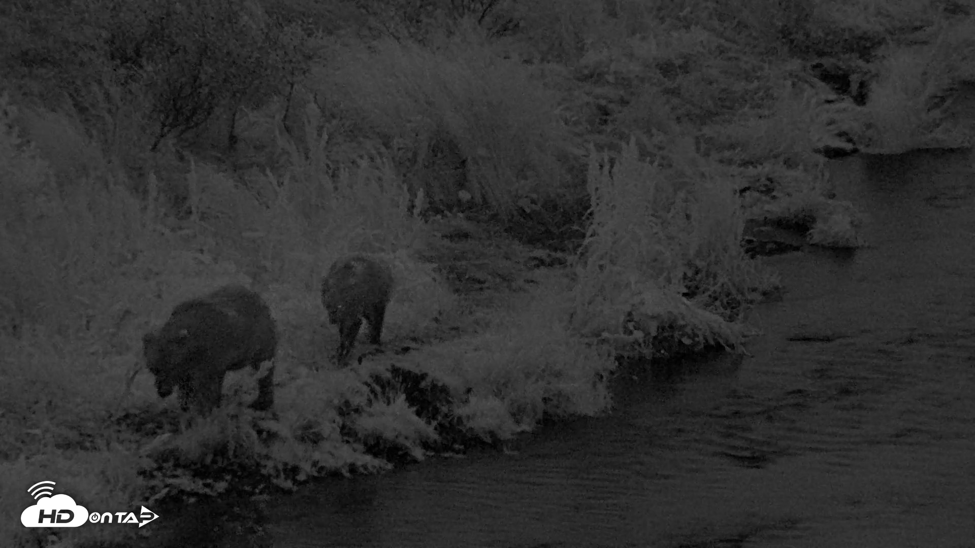 Snapshot of Kodiak Alaska Brown Bears Live Webcam taken Aug 16, 2026, 10:21pm AKDT