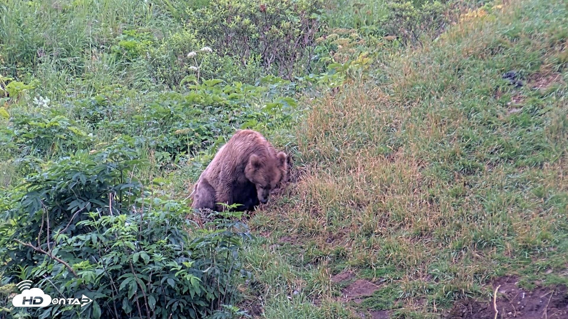 Snapshot of Kodiak Alaska Brown Bears Live Webcam taken Aug 7, 2026, 9:16am AKDT