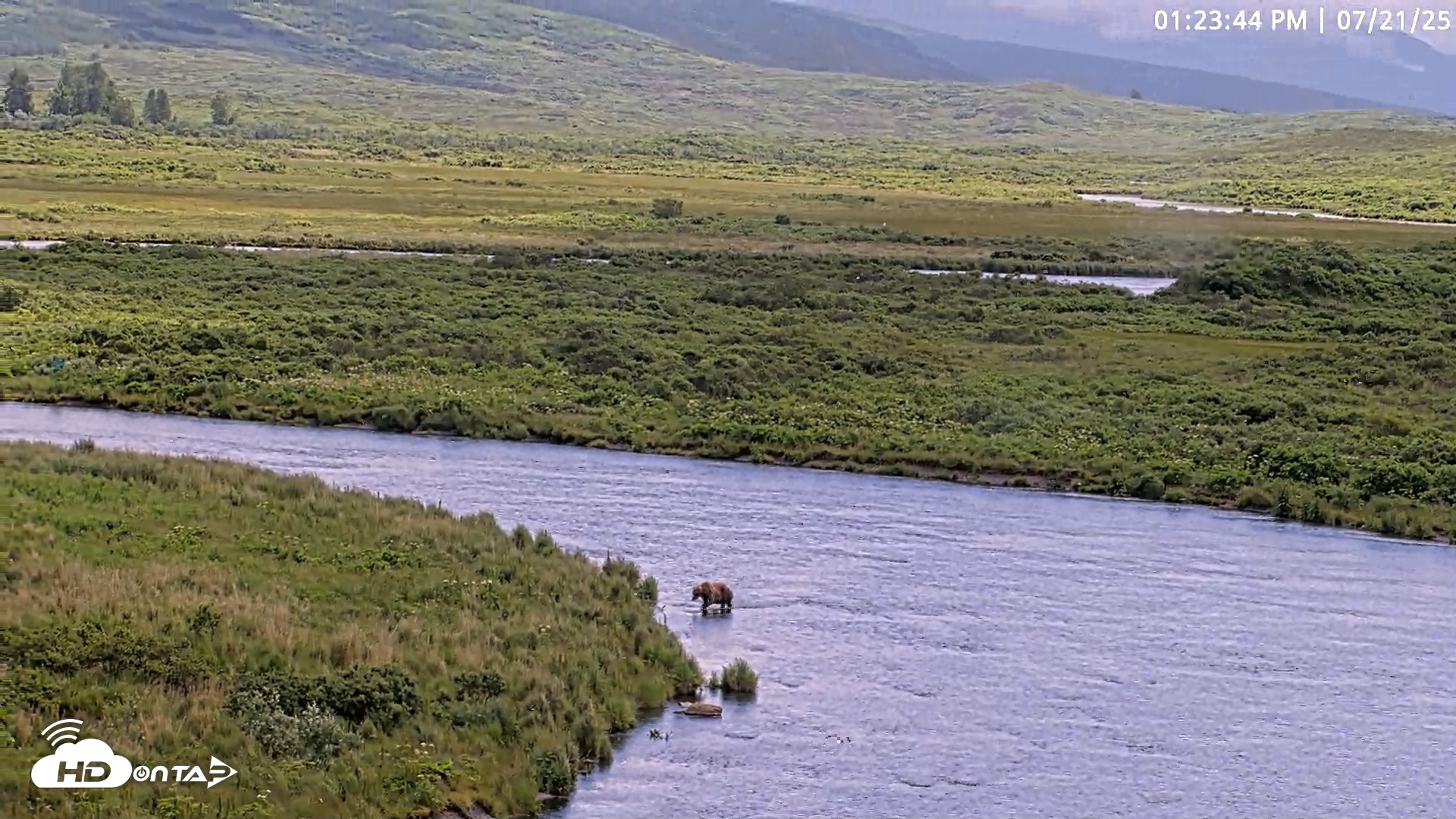 Snapshot of Kodiak Alaska Brown Bears Live Webcam taken Jul 21, 2025, 1:24pm AKDT