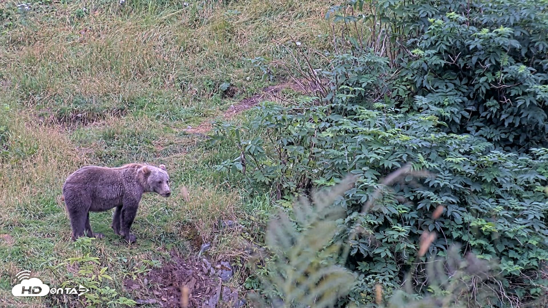 Snapshot of Kodiak Alaska Brown Bears Live Webcam taken Aug 19, 2026, 5:41pm AKDT