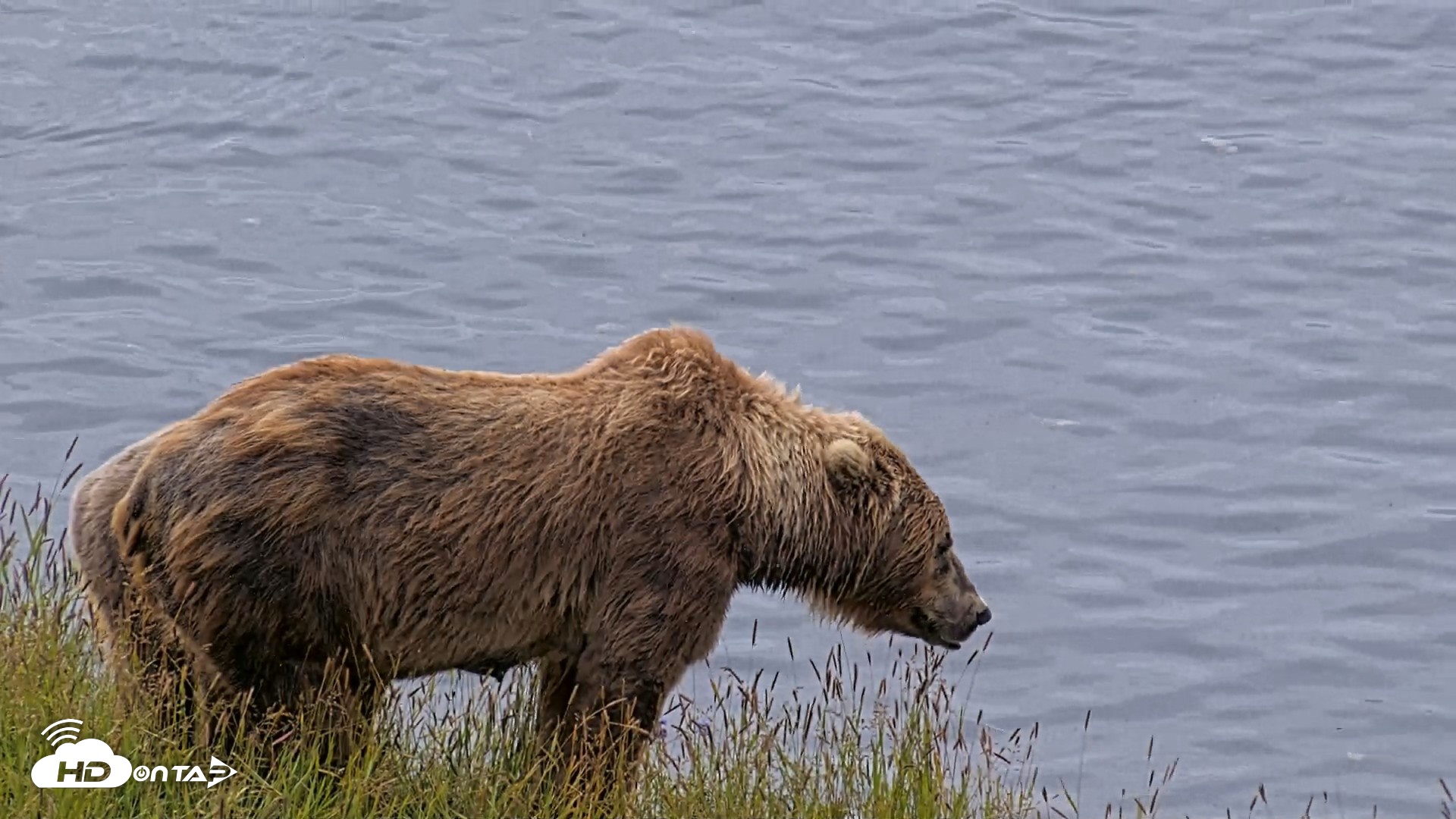 Snapshot of Kodiak Alaska Brown Bears Live Webcam taken Aug 2, 2026, 11:05am AKDT