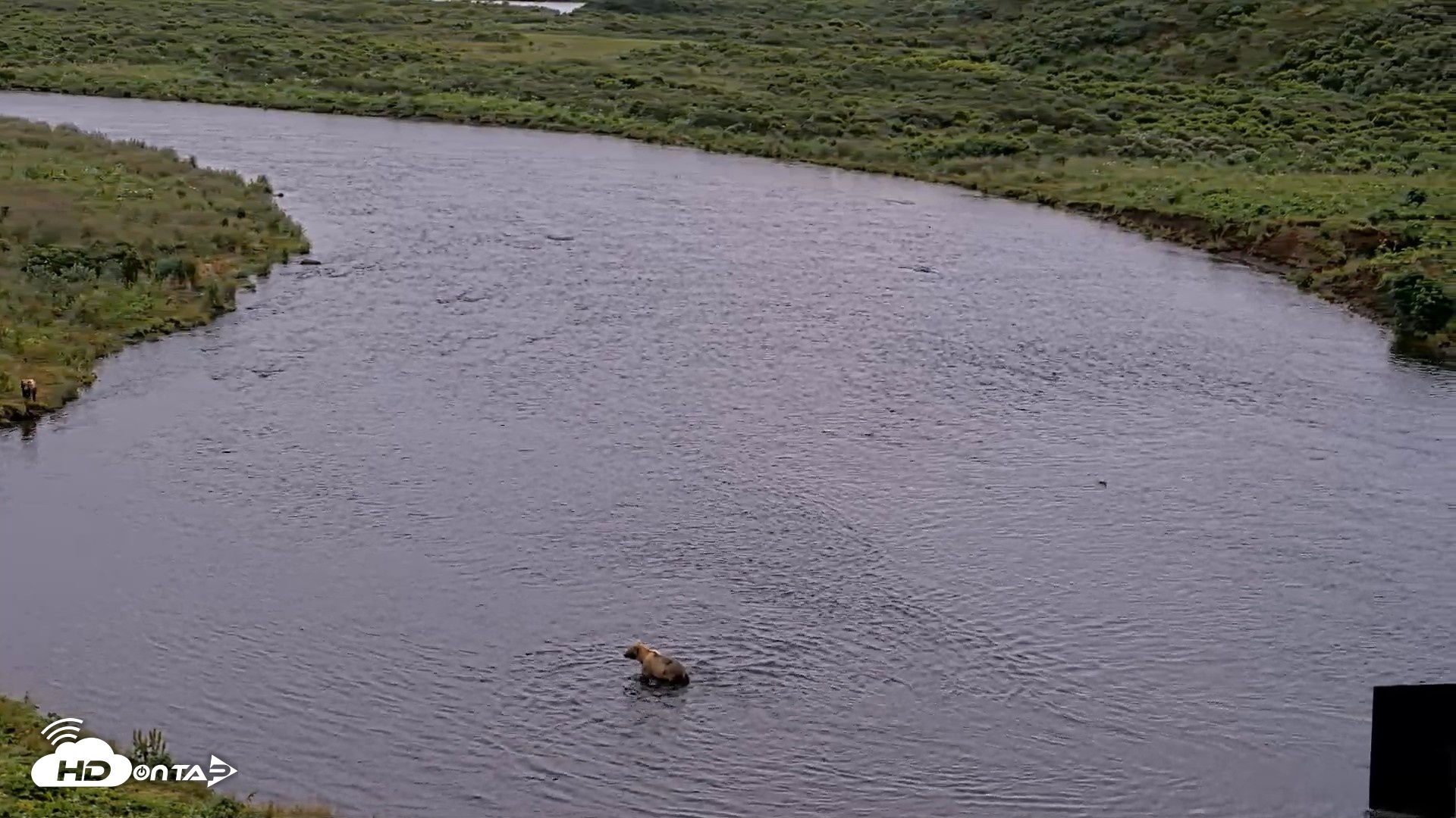 Snapshot of Kodiak Alaska Brown Bears Live Webcam taken Aug 7, 2026, 7:12am AKDT