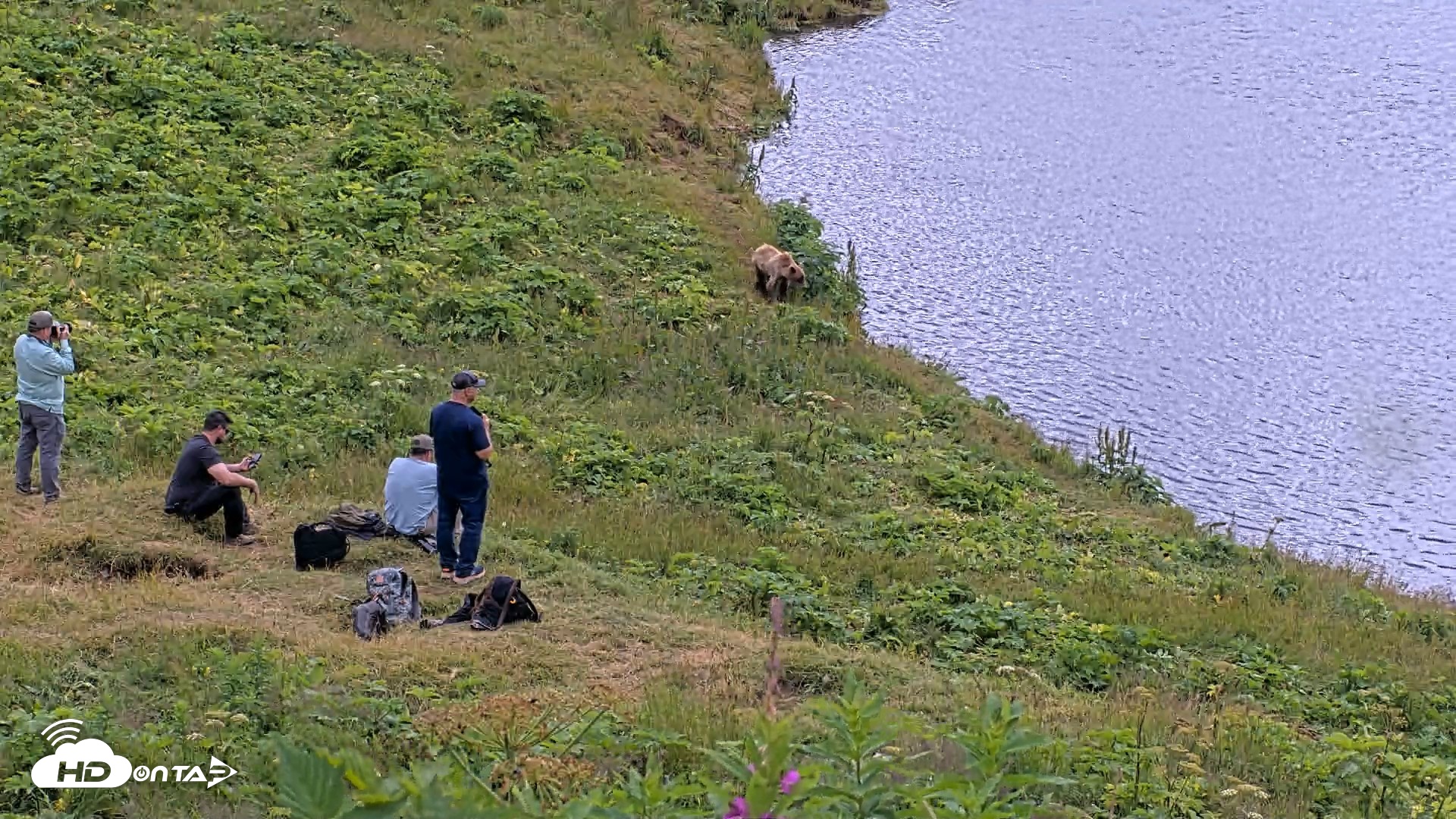 Snapshot of Kodiak Alaska Brown Bears Live Webcam taken Aug 2, 2026, 12:27pm AKDT