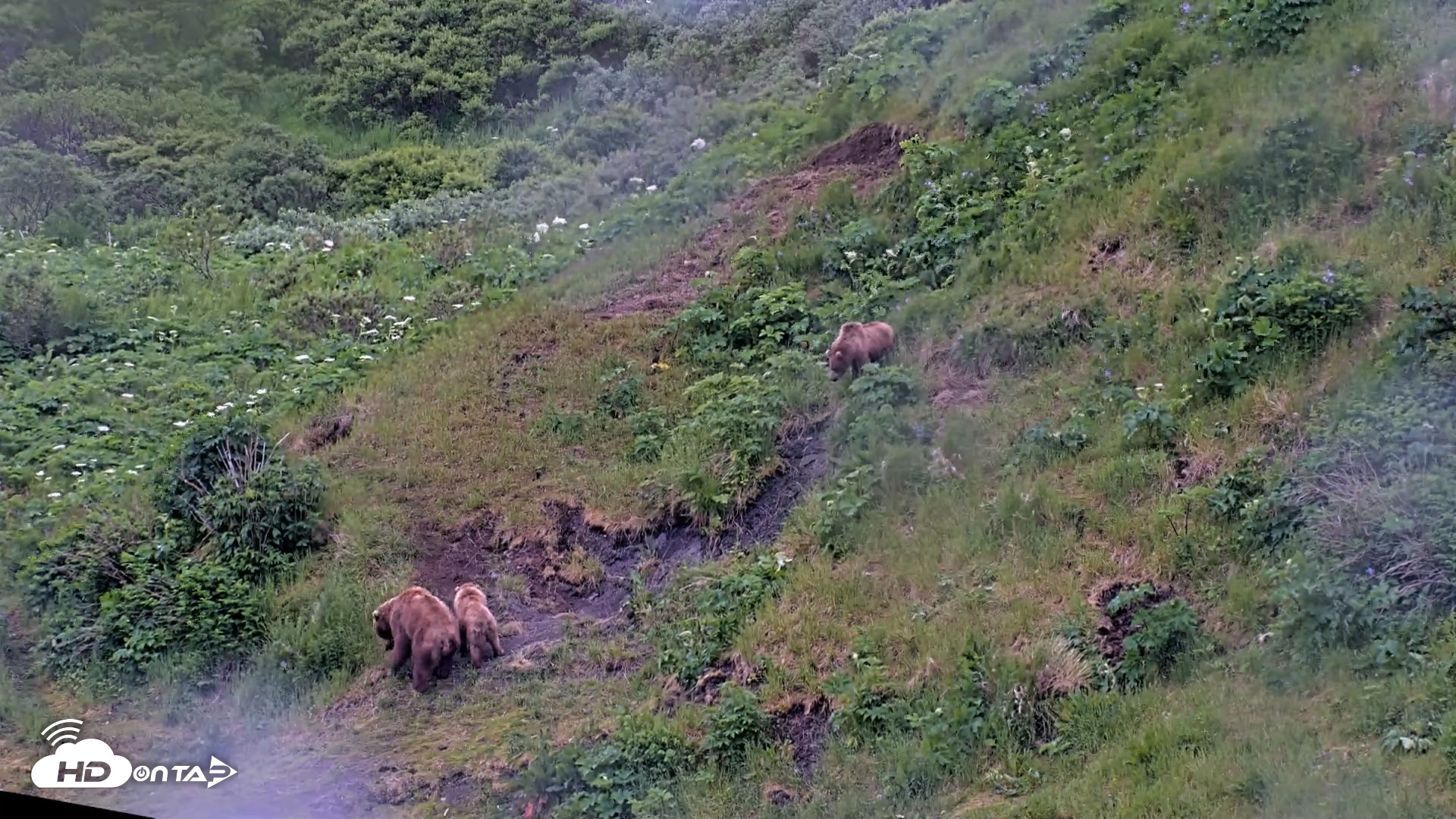 Snapshot of Kodiak Alaska Brown Bears Live Webcam taken Jul 13, 2026, 9:41pm AKDT